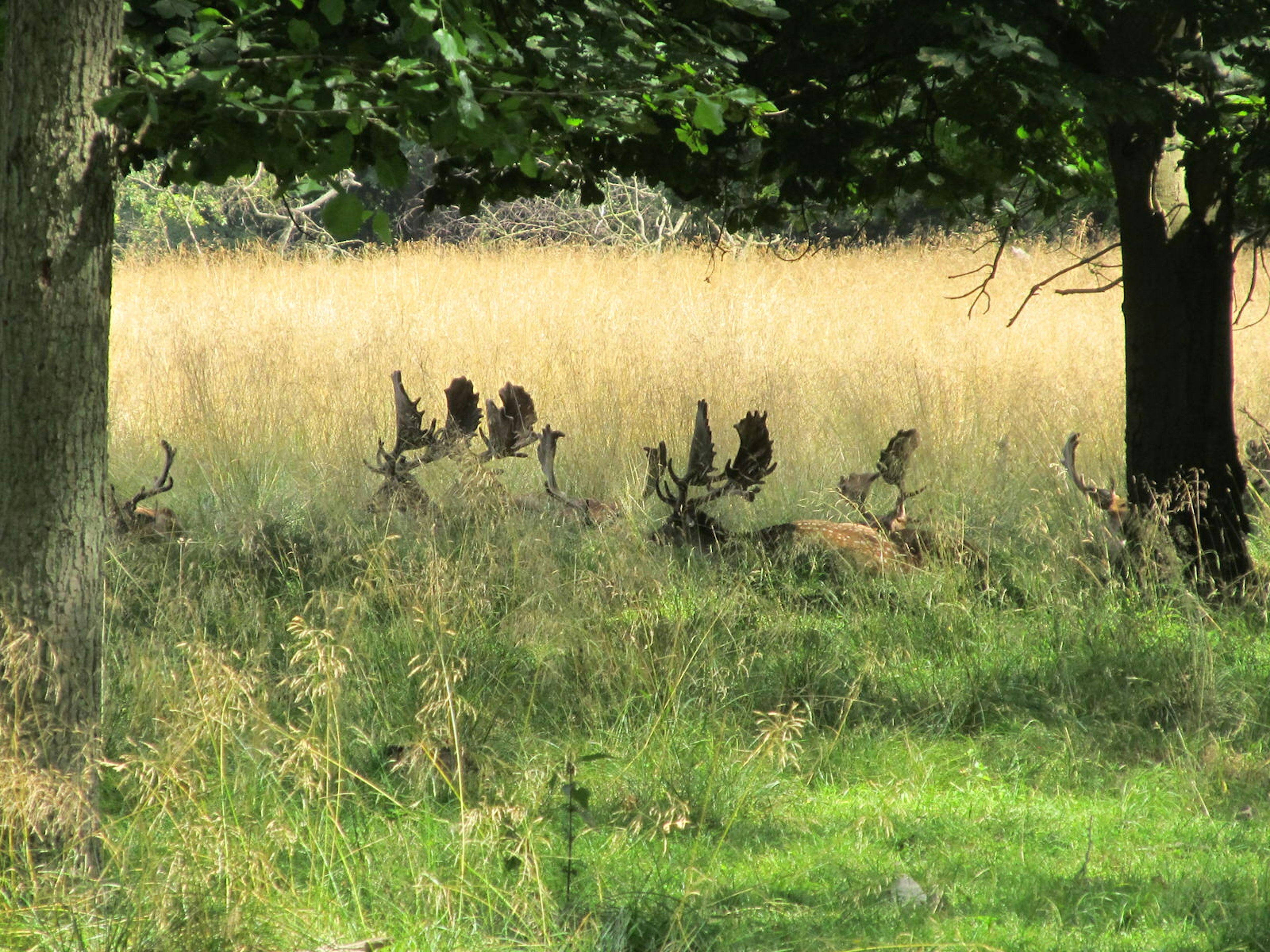 A herd of deer, just visible over the long grass at Dyrehaven © Caroline Hadamitzky / iBestTravel