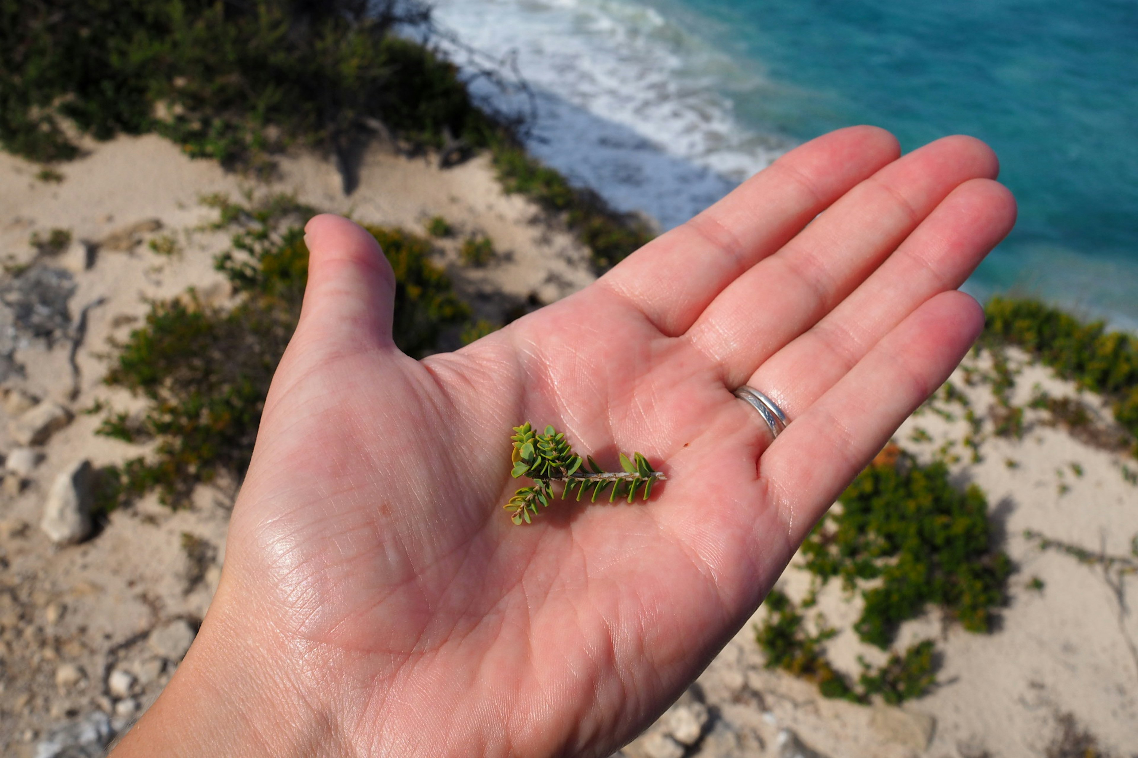 Kangaroo Island food - Hand holding indigenous ingredient on a KI food safari along the coast