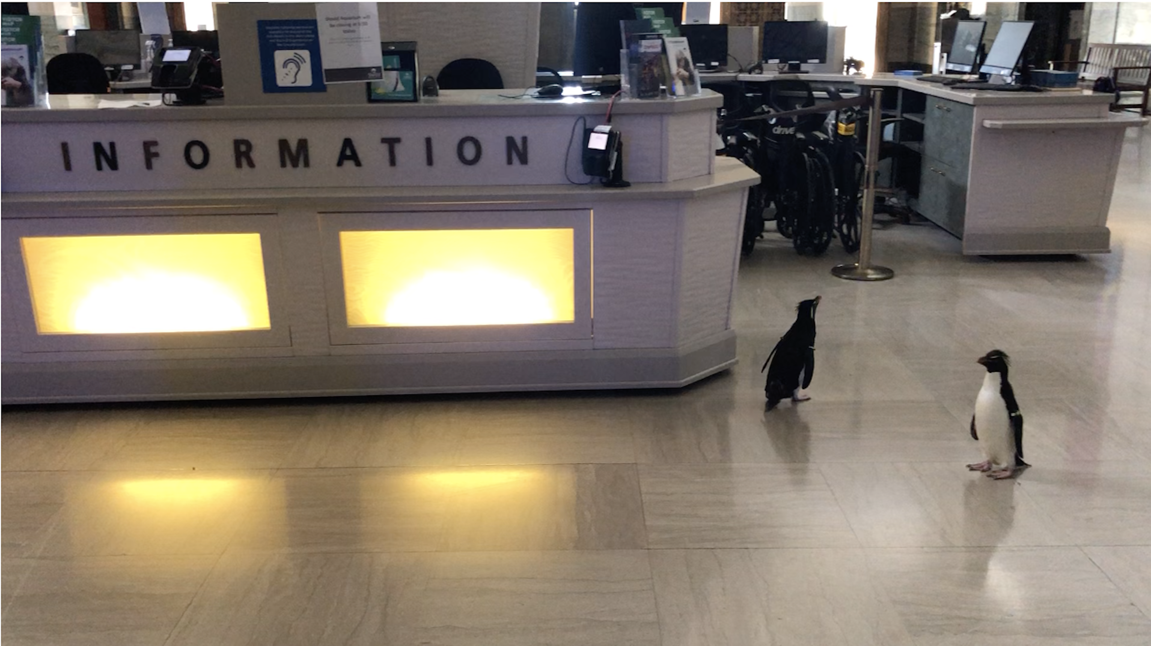 Bonded emperor penguins Edward and Annie at the aquarium's information desk