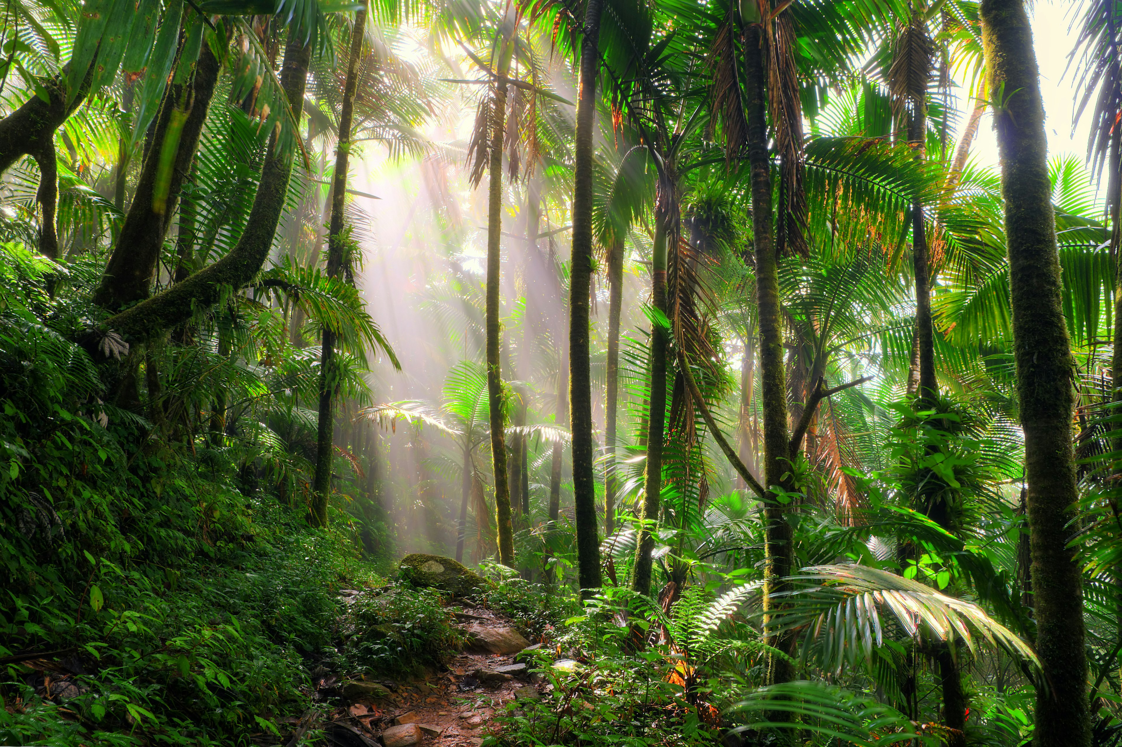 Mist rises and a ray of sunlight breaks through the trees in the El Yunque National Forest