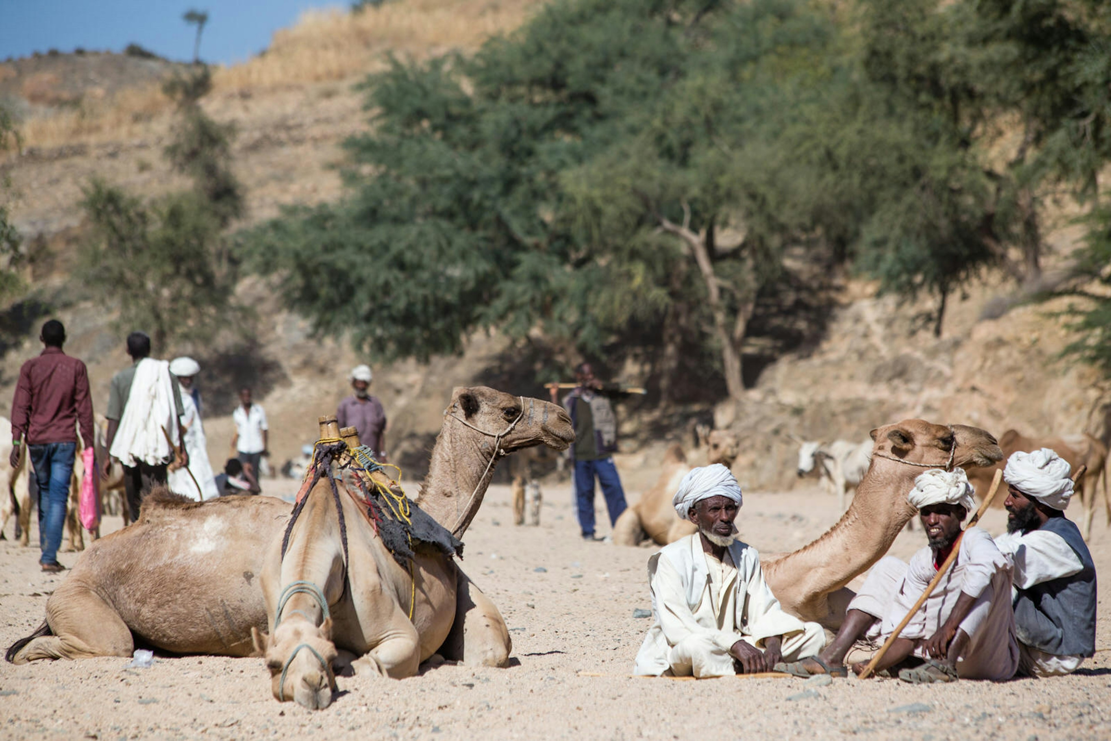 Three camels and three herders sit in a sandy, dry riverbed. The herders are garbed in white garments, with turbans. In the background are various herders, more camels and the odd cow