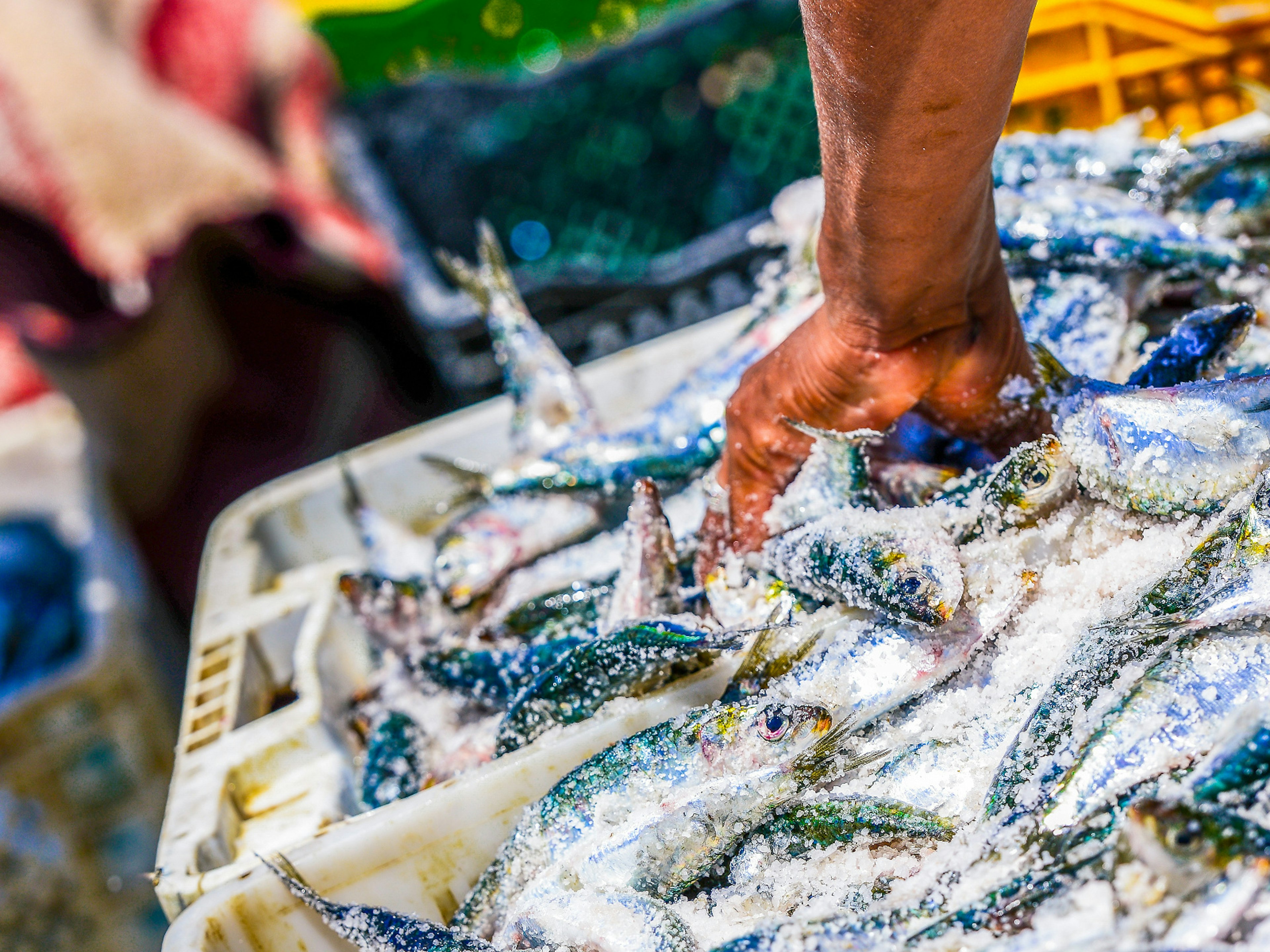 Fish in buckets of ice in Essaouira's port, Morocco