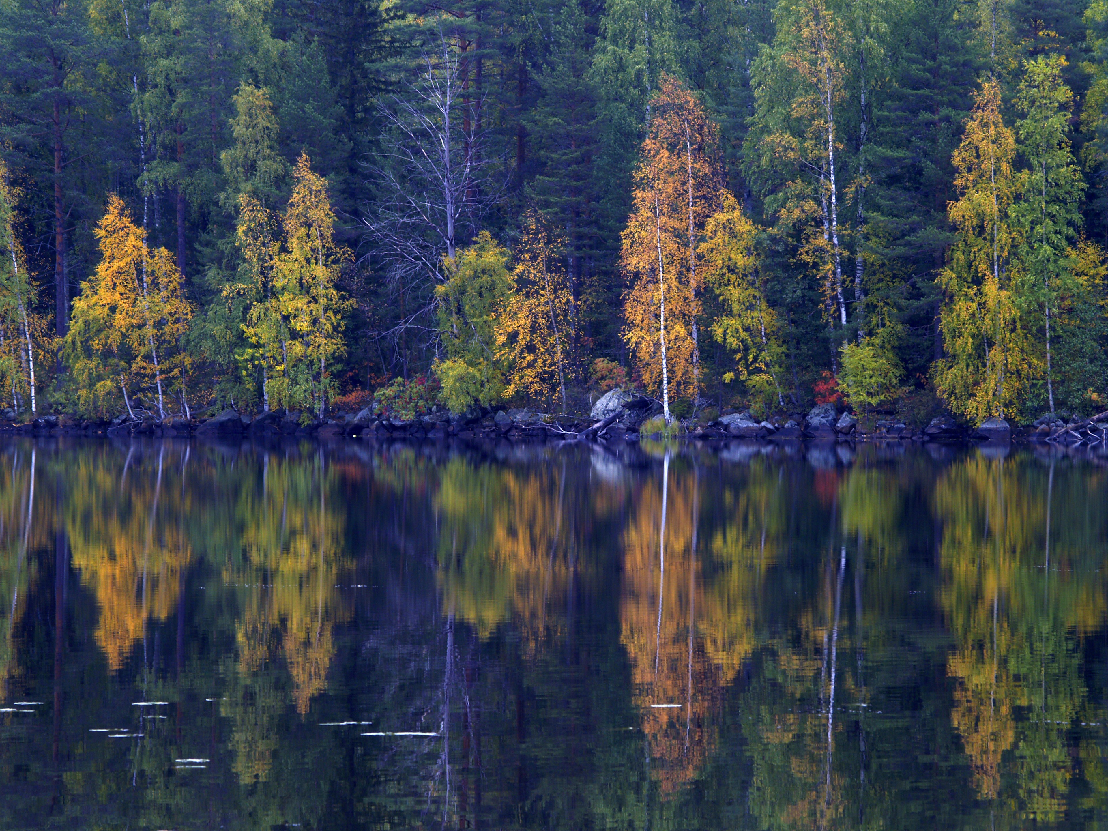 A group of trees next to the rocky shore of a lake slowly transition to yellow and orange; Finland autumn