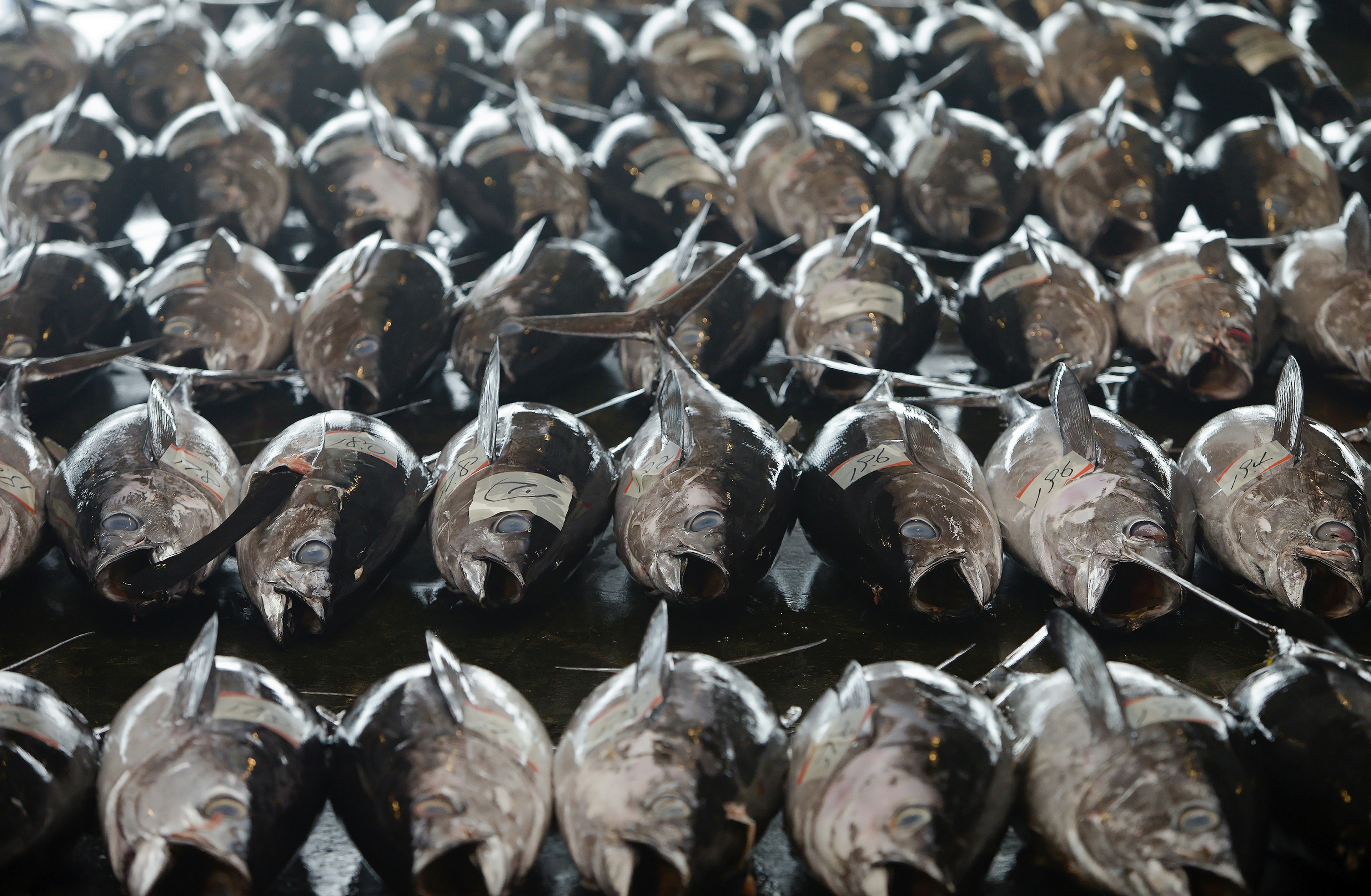 159853542
Tuna Rows at Kii Katsuura Tuna Auction in Wakayama, Japan. The Kii Katsuura Tuna Auction is one of the largest and most famous in Japan.