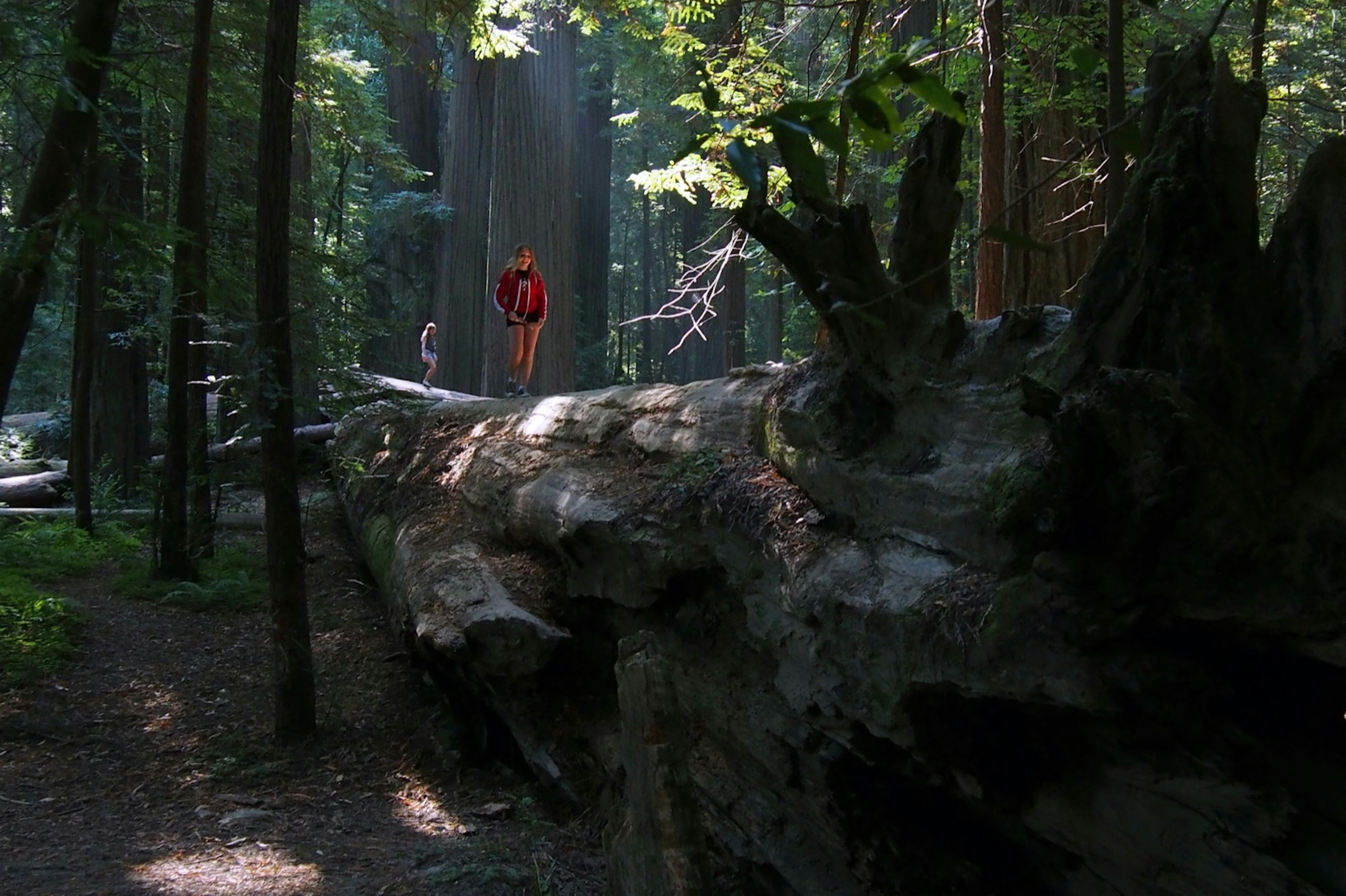 Two little girls walk along the giant trunk of a fallen redwood tree in a forest; best of Humboldt County California