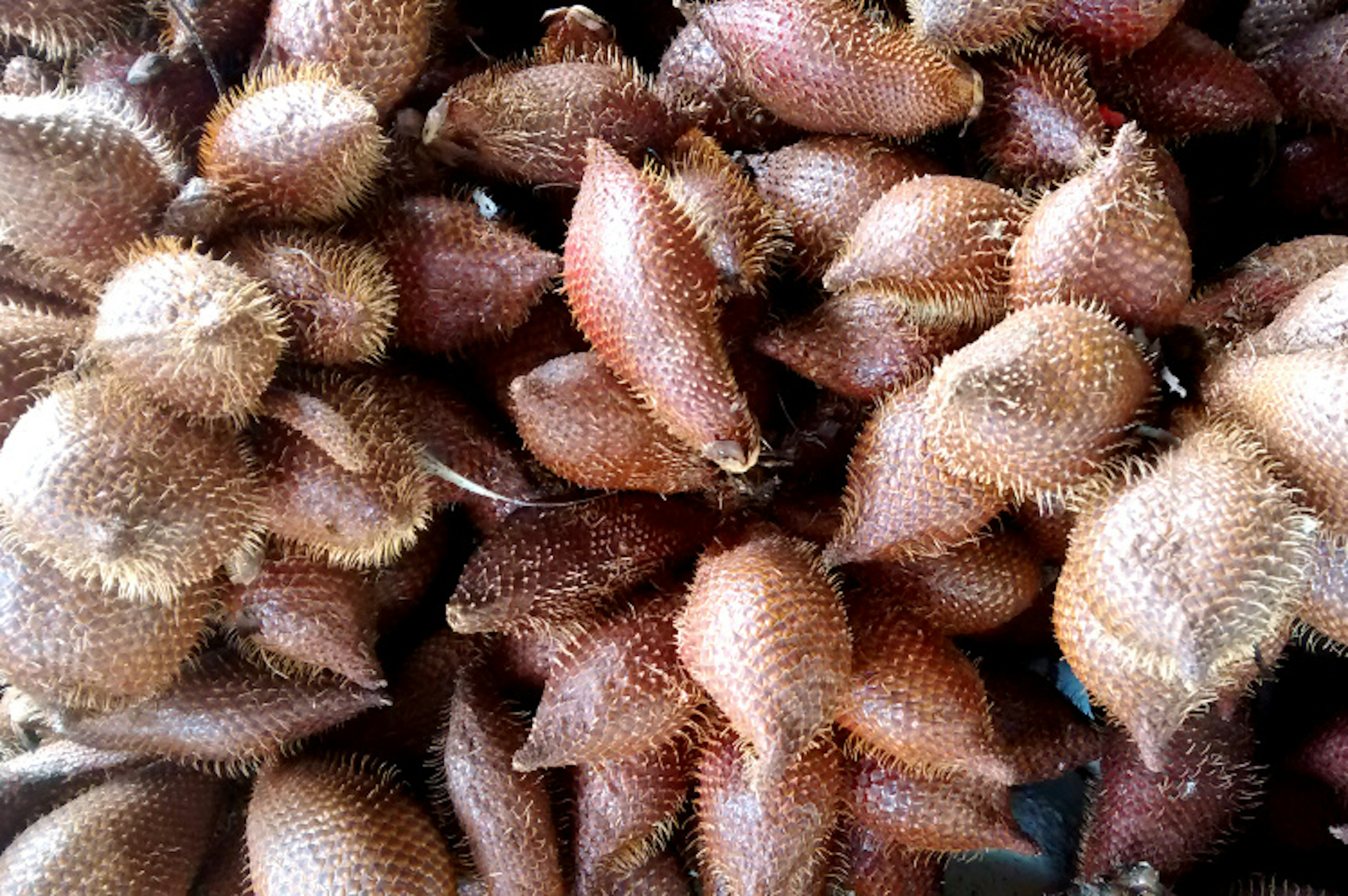 Freshly-picked salak or snake fruit, Langkawi. Image by Isabel Albiston