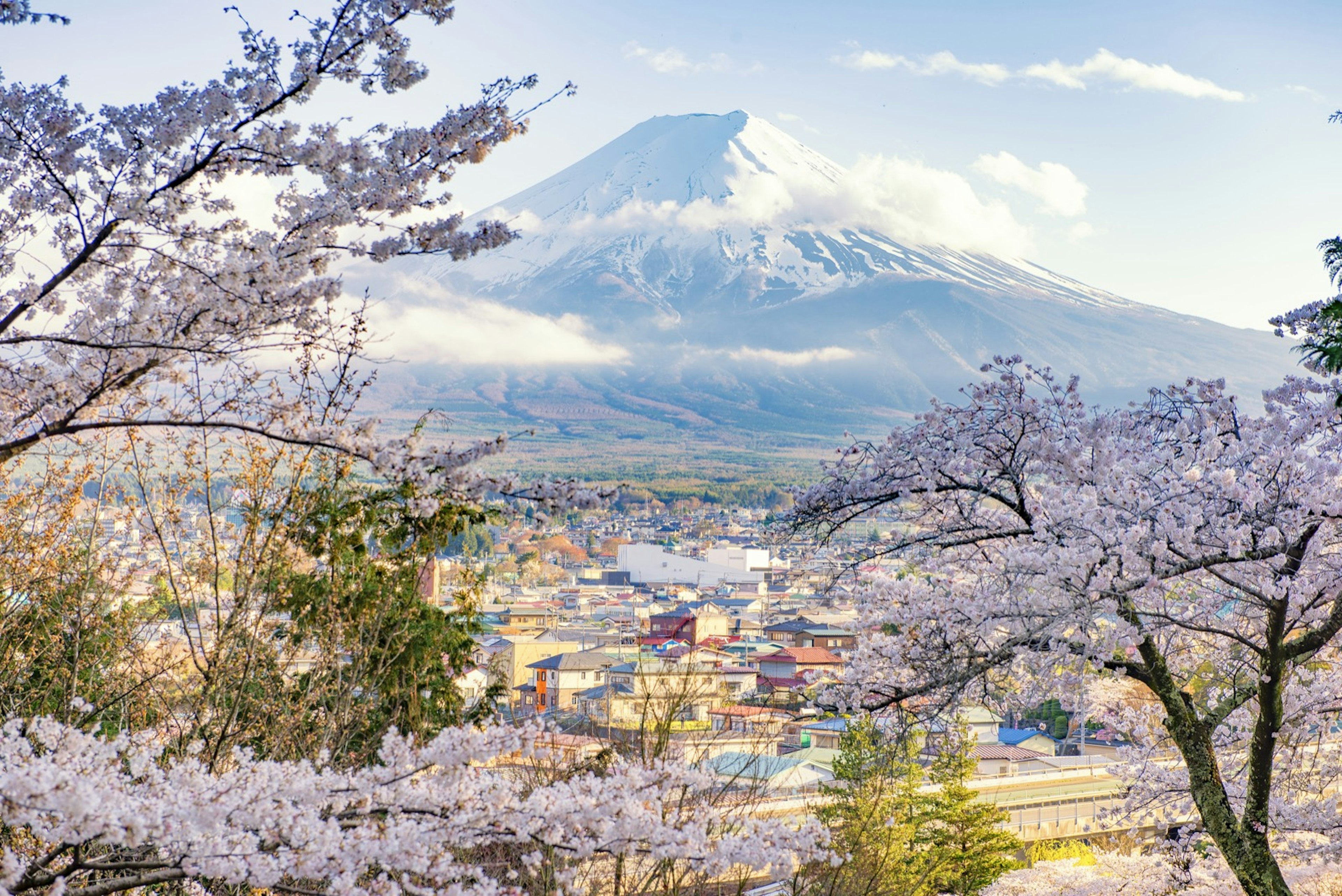 Fujiyoshida Town and Sakura Branches with Fuji Mountain Background; Yamanashi Prefecture