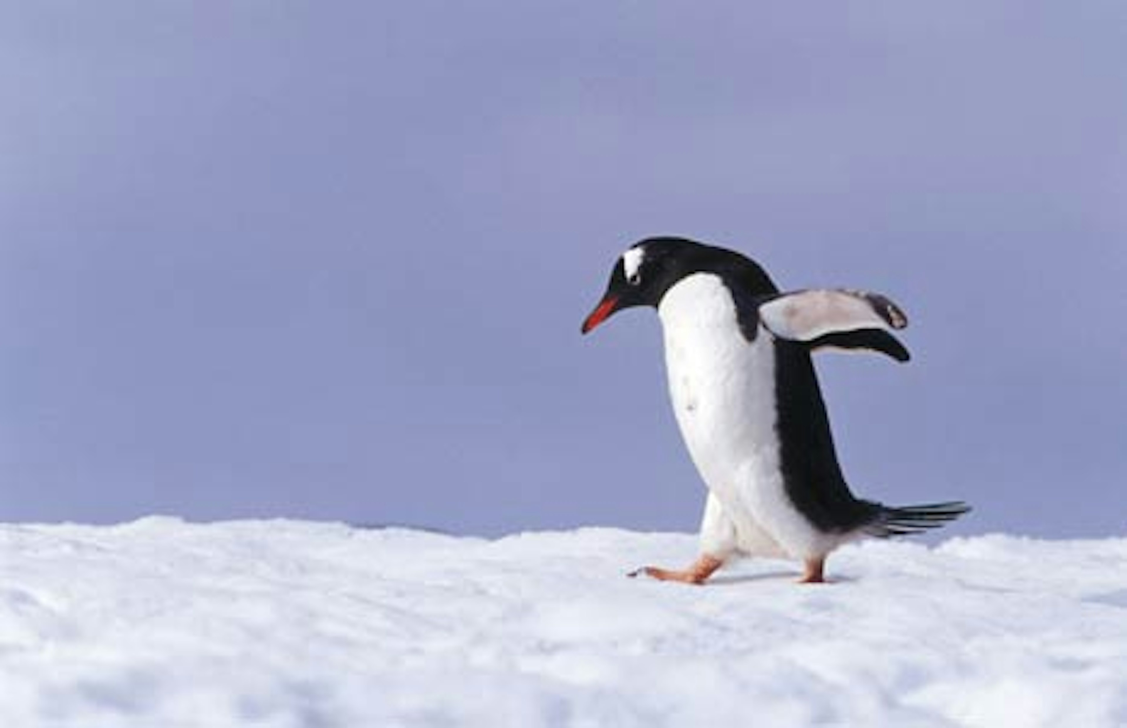 Gentoo penguin walking over snow on Danco Island. Image by Richard I'Anson