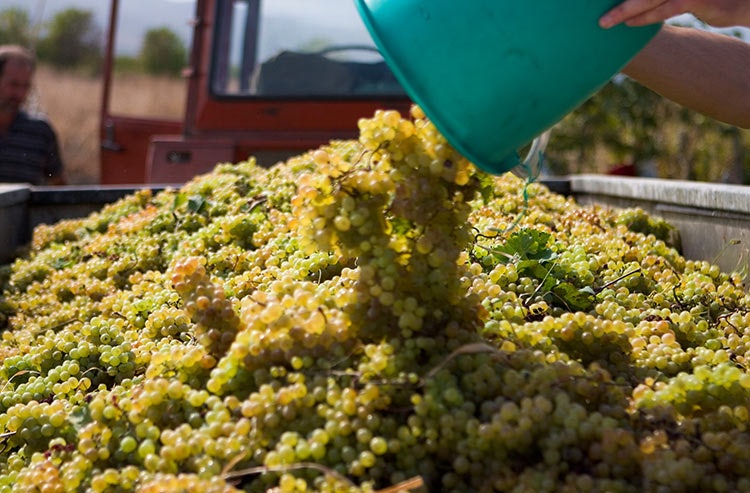 A cascade of sun-ripened grapes in Georgia, one of Europe's lesser known producers of excellent wine. Image by jb / CC BY 2.0