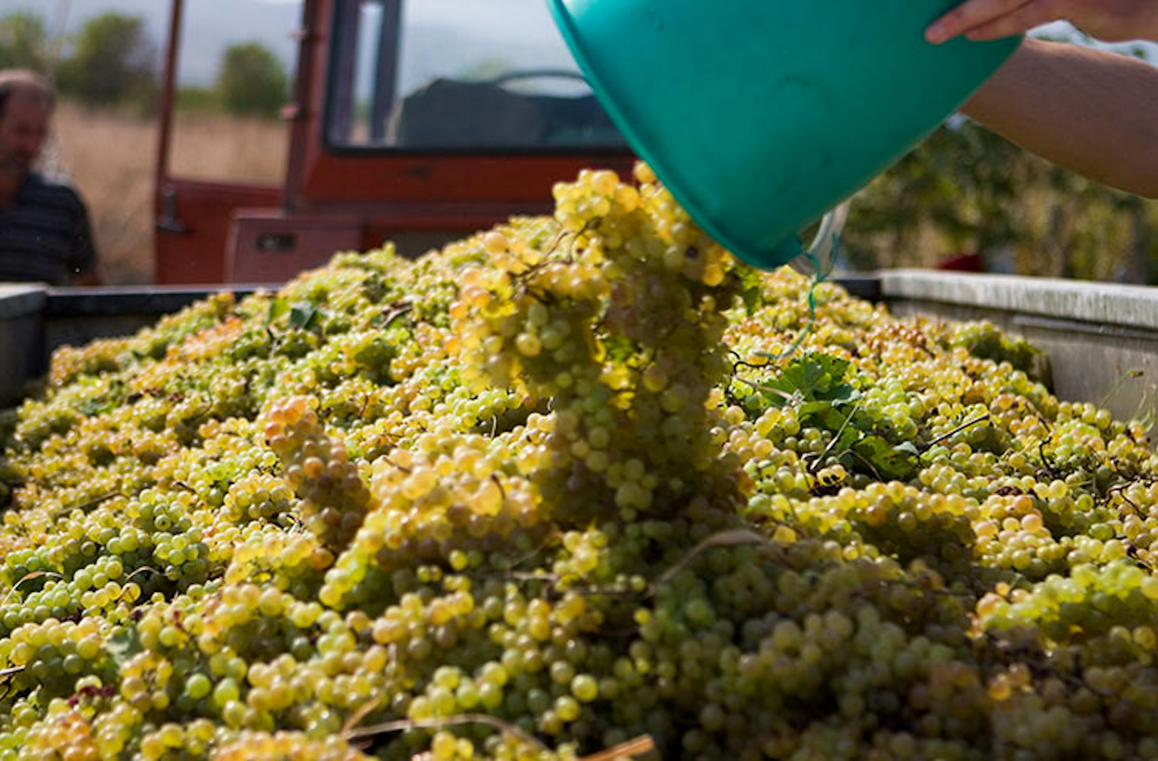 A cascade of sun-ripened grapes in Georgia, one of Europe's lesser known producers of excellent wine. Image by jb / CC BY 2.0