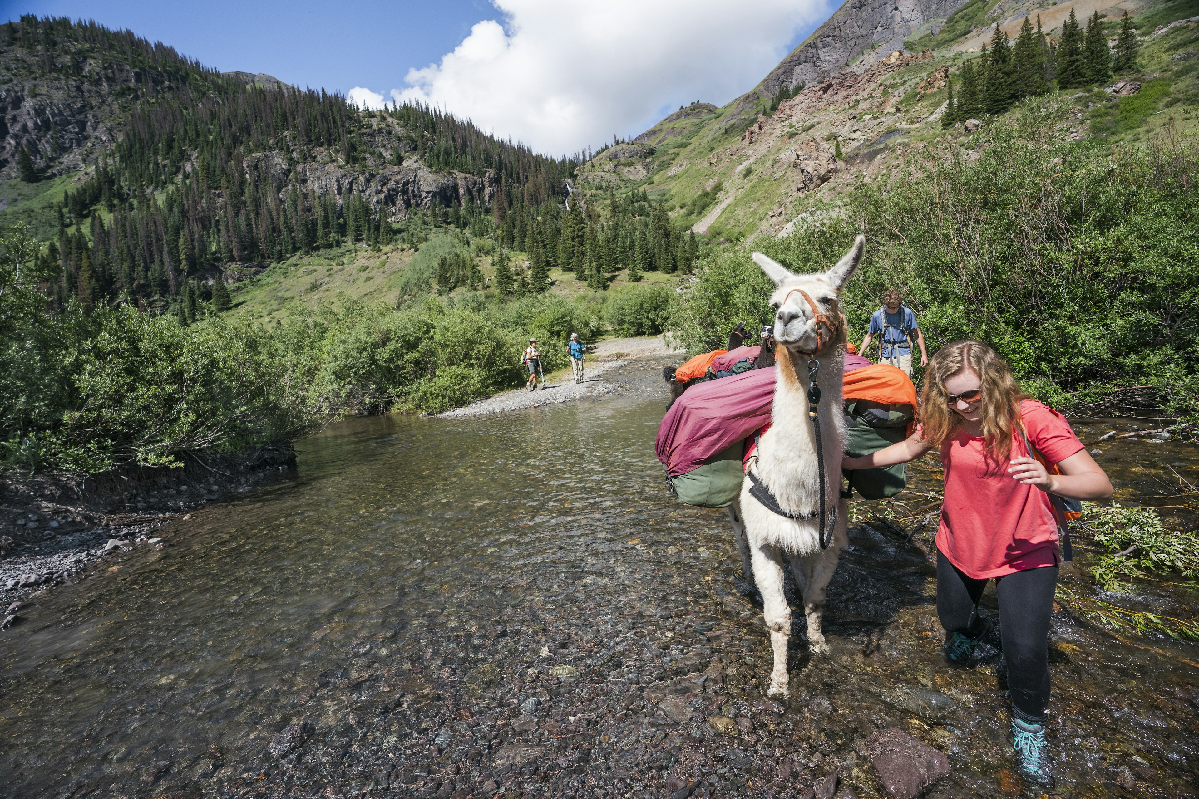 Enjoy trekking through the Rocky Mountains more by outsourcing the carrying to a furry porter: a llama. Getty Images