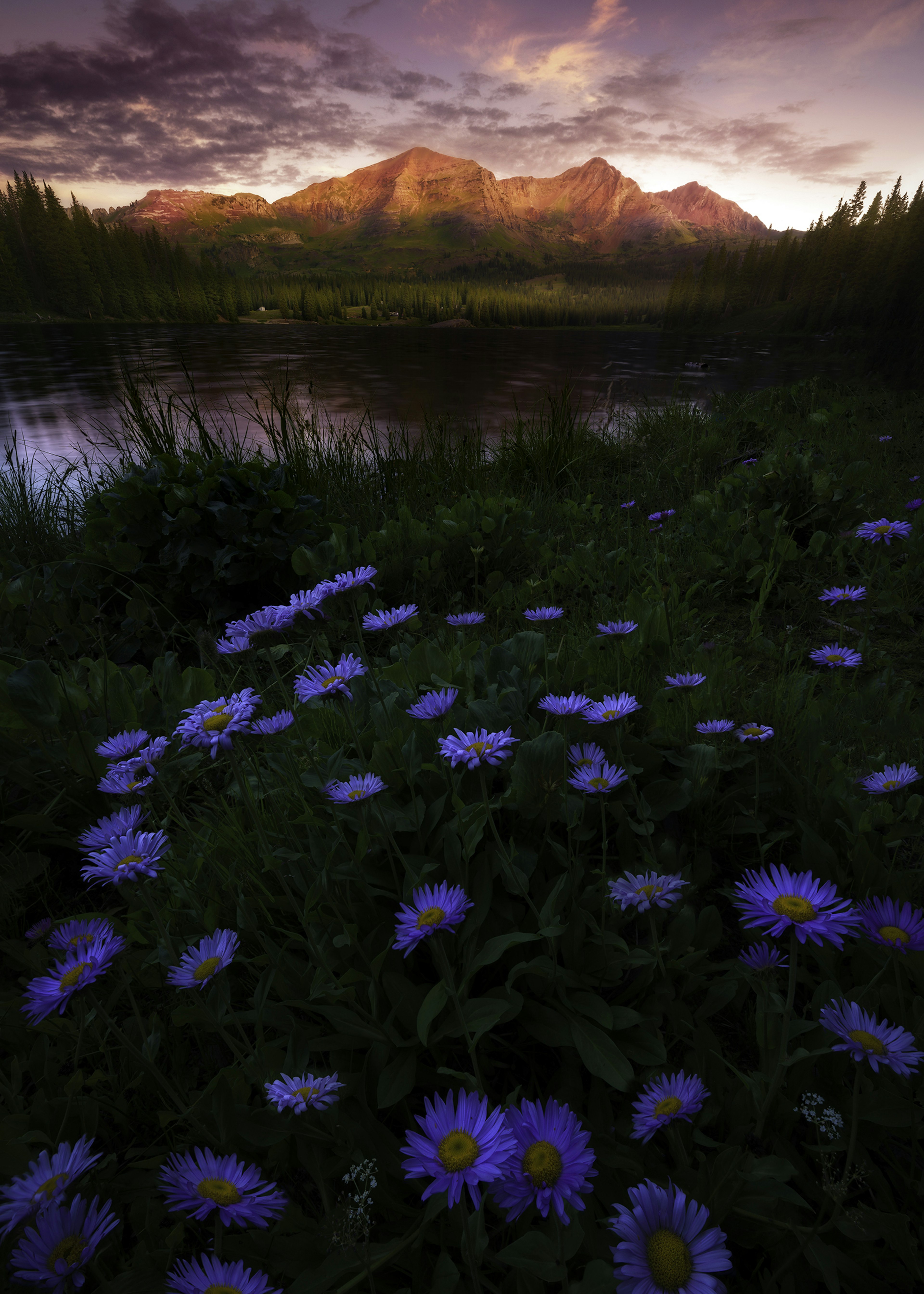 Field of wildflowers near Crested Butte