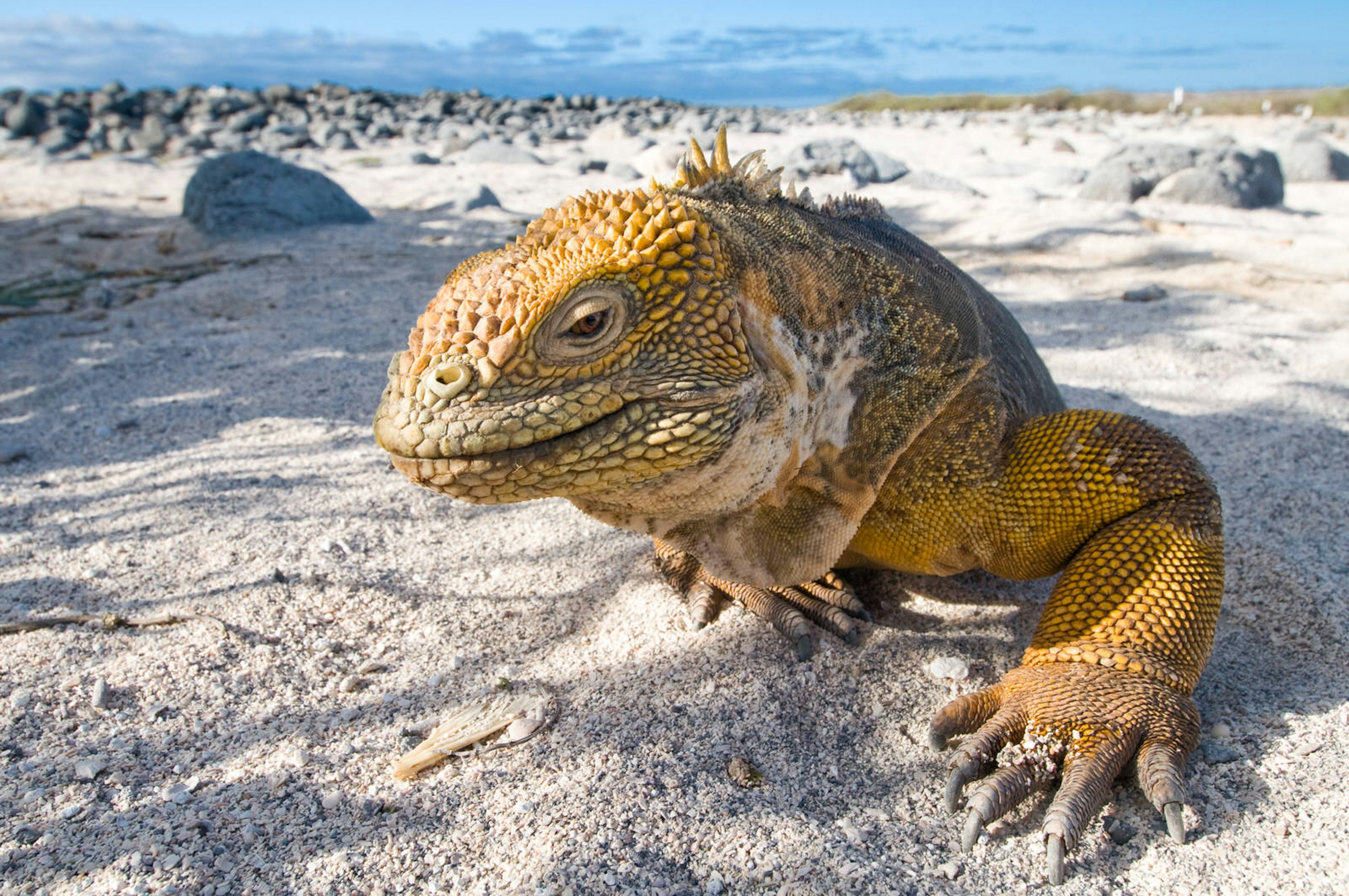 A close-up of an iguana on a beach in the Galapagos Islands © Alexander Safonov / Getty Images