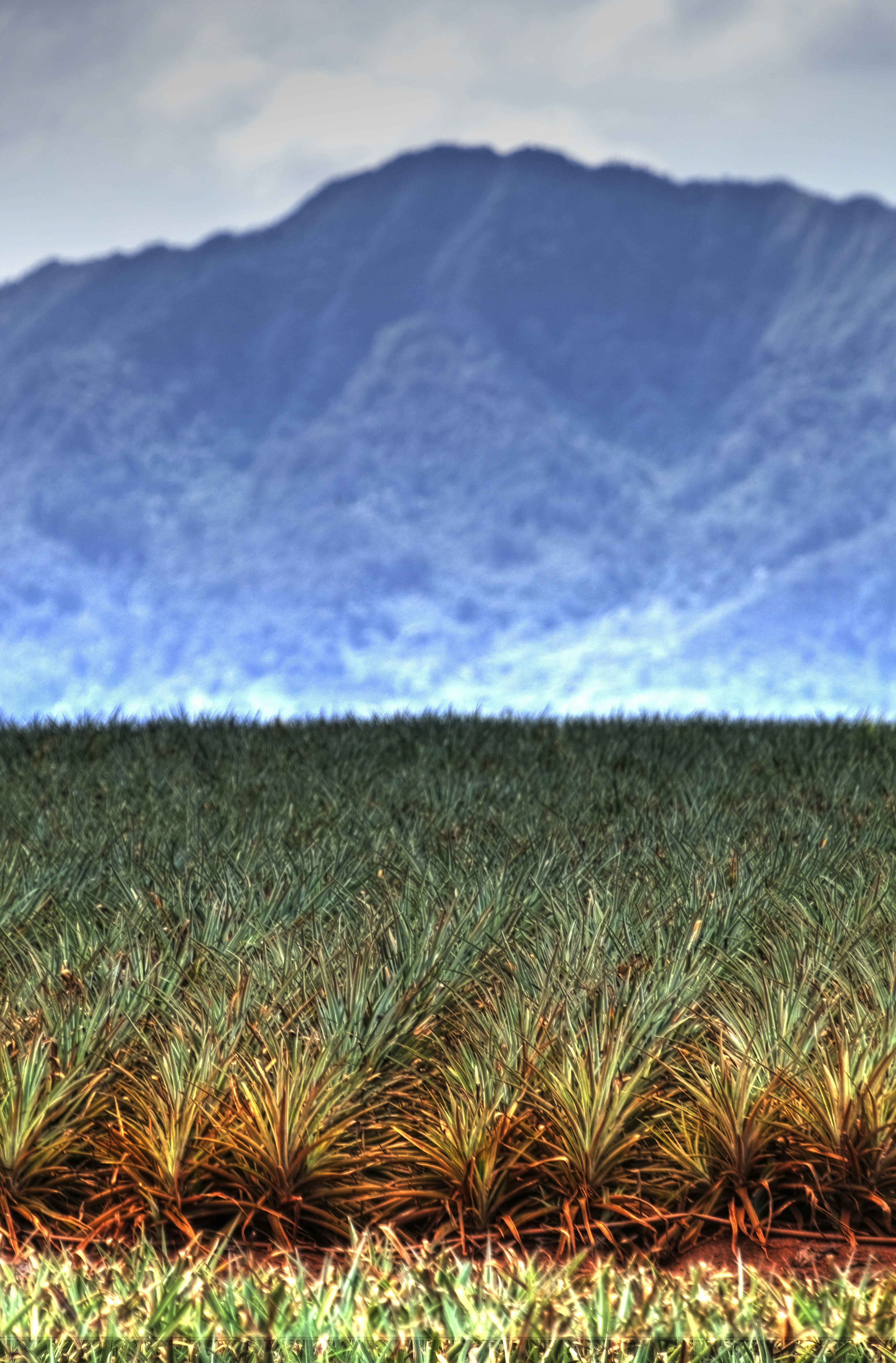 Thousands of spiky pineapple plants fill a valley in front of a large mountain, one of O‘ahu’s highlights