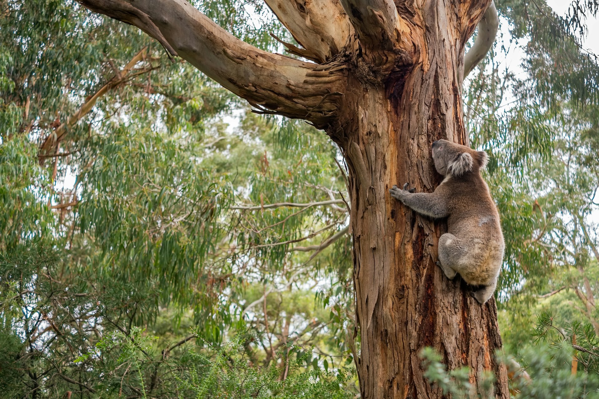 Wild koala in climbing up a tree in Adelaide Hills, South Australia