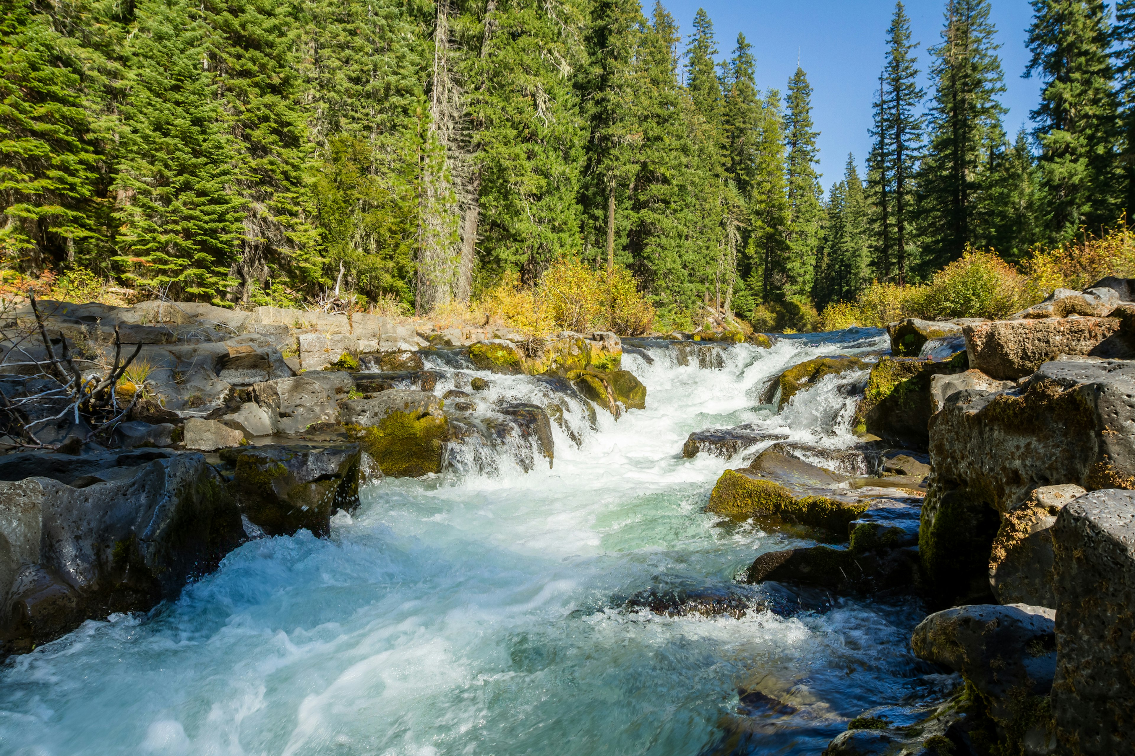 Foamy white and light blue and teal water flows through dark grey lava rocks fringed by golden shrubs and bright green spruce and fir in Southern Oregon.