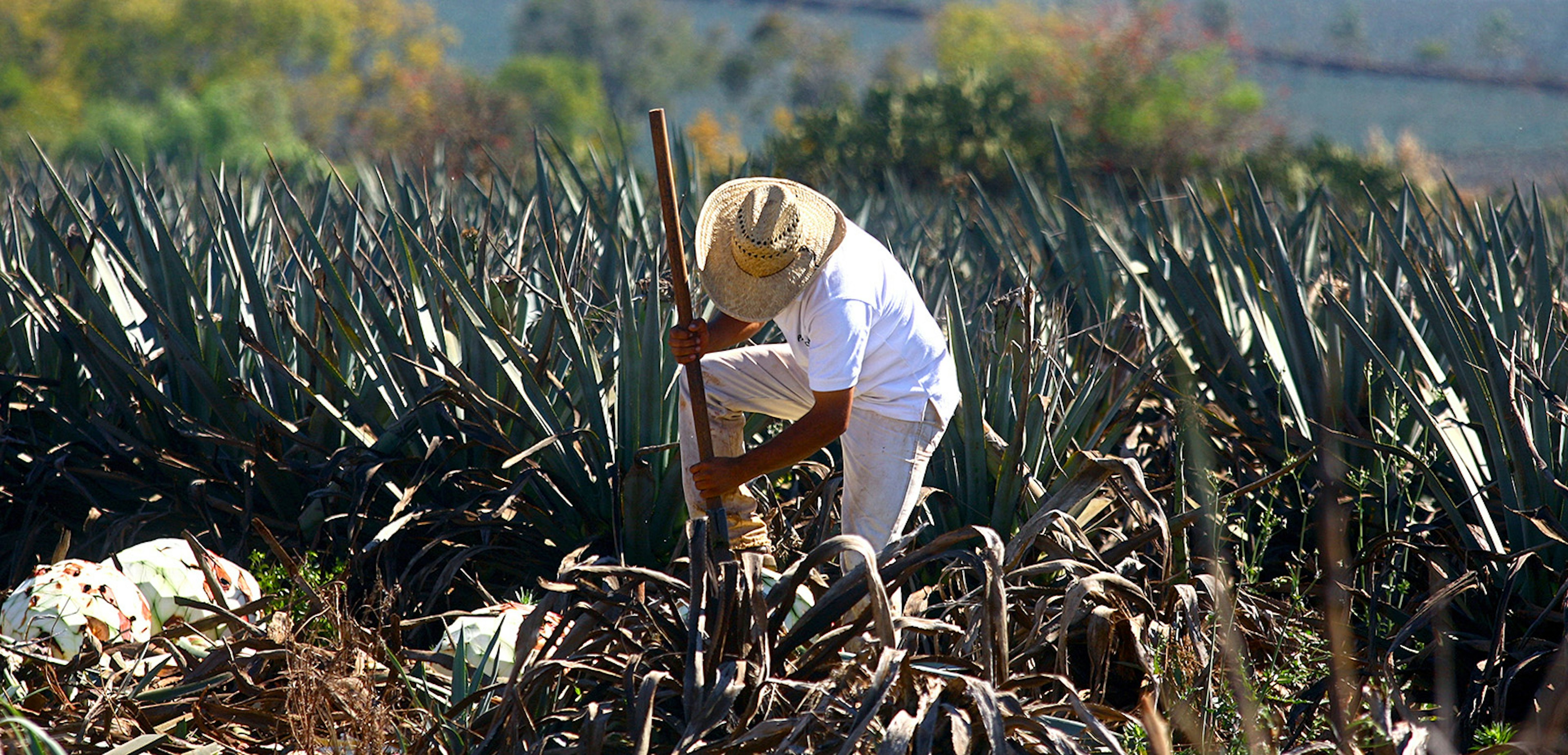 A farmer harvests a blue agave plant for the production of tequila in Arandas, Jalisco State, Mexico, on December 16, 2010. In the last 20 years, tequila has become fashionable all over the world, demonstrating that their international sales strategy has been a great success. AFP PHOTO/Hector Guerrero (Photo credit should read HECTOR GUERRERO/AFP/Getty Images)
Was3607242
HORIZONTAL