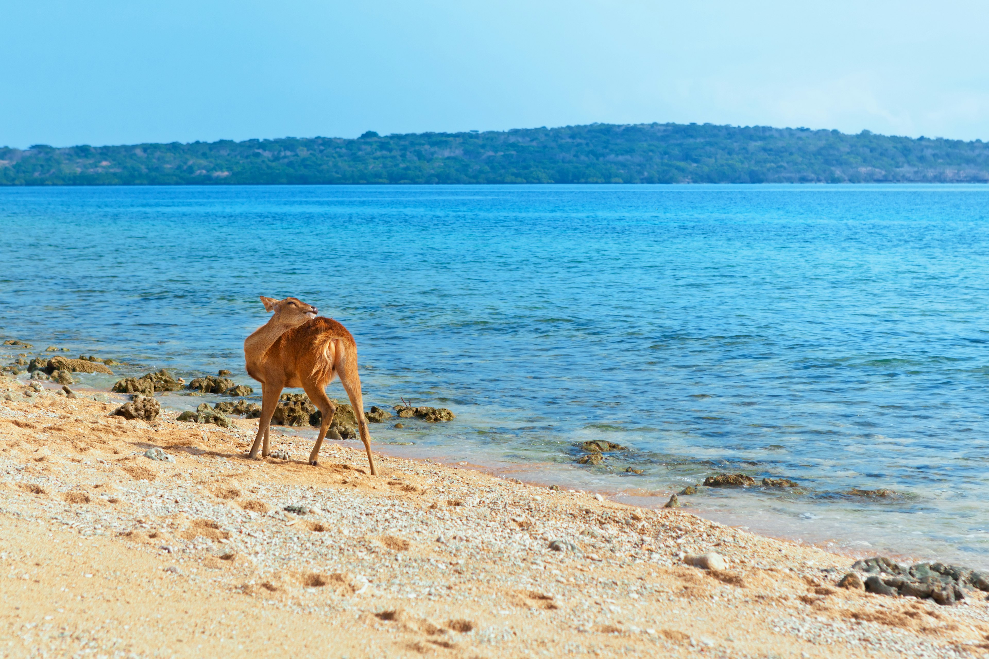 Young fawn of Javan Rusa on Menjangan Beach, Bali