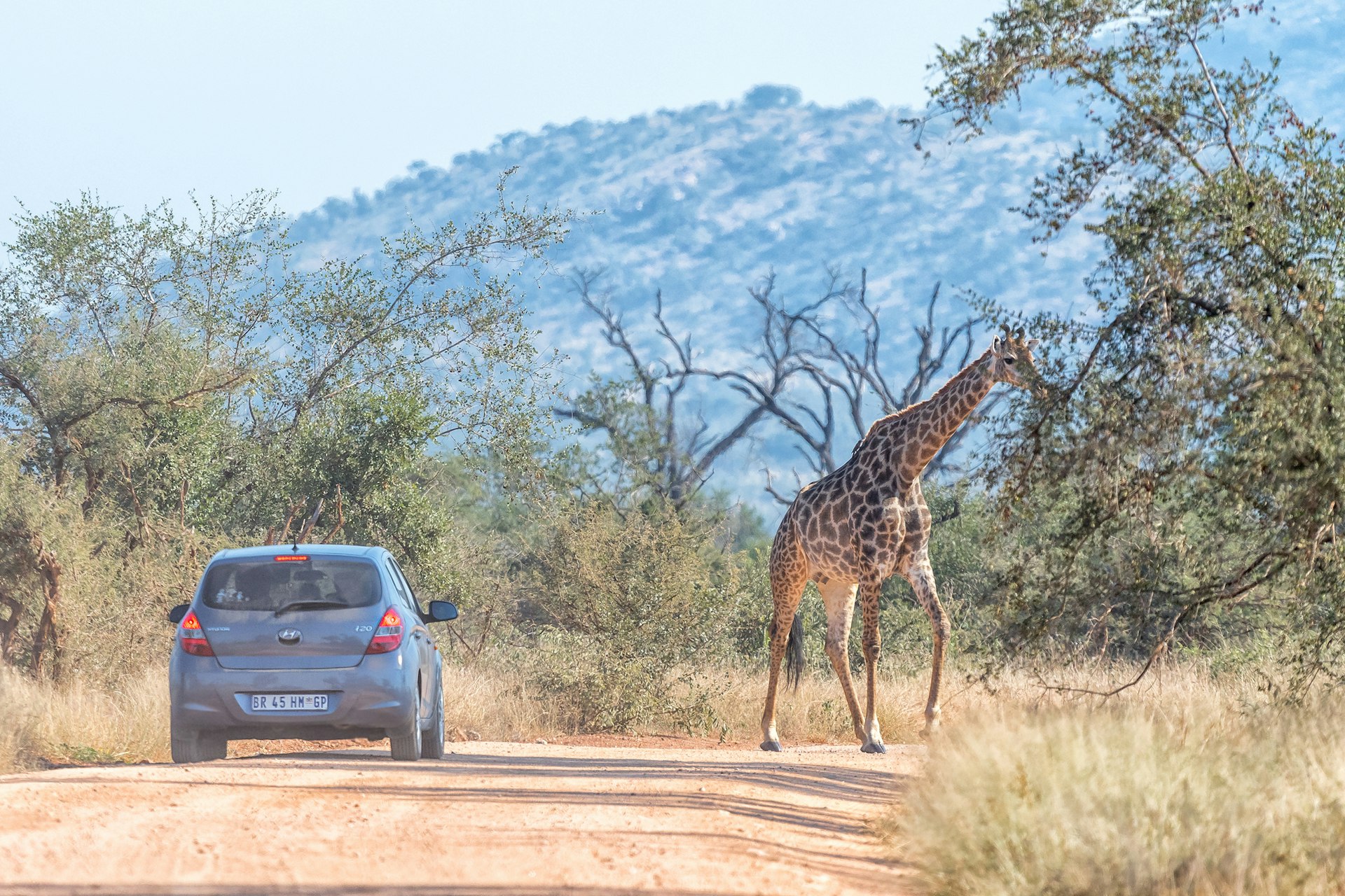 A low-clearance small car travels along an unpaved road in a national park, pausing to let a giraffe cross up ahead