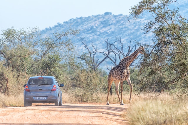 A low-clearance small car travels along an unpaved road in a national park, pausing to let a giraffe cross up ahead