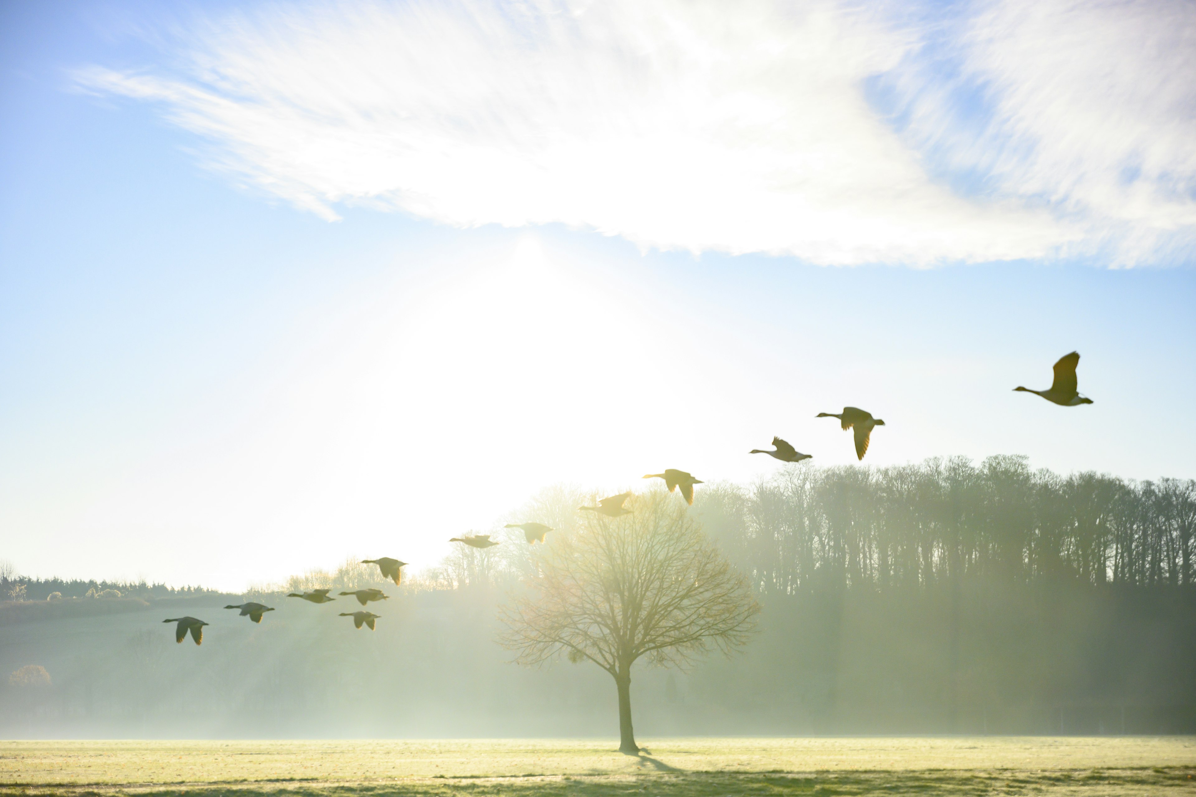 Geese fly in formation on a blue sky