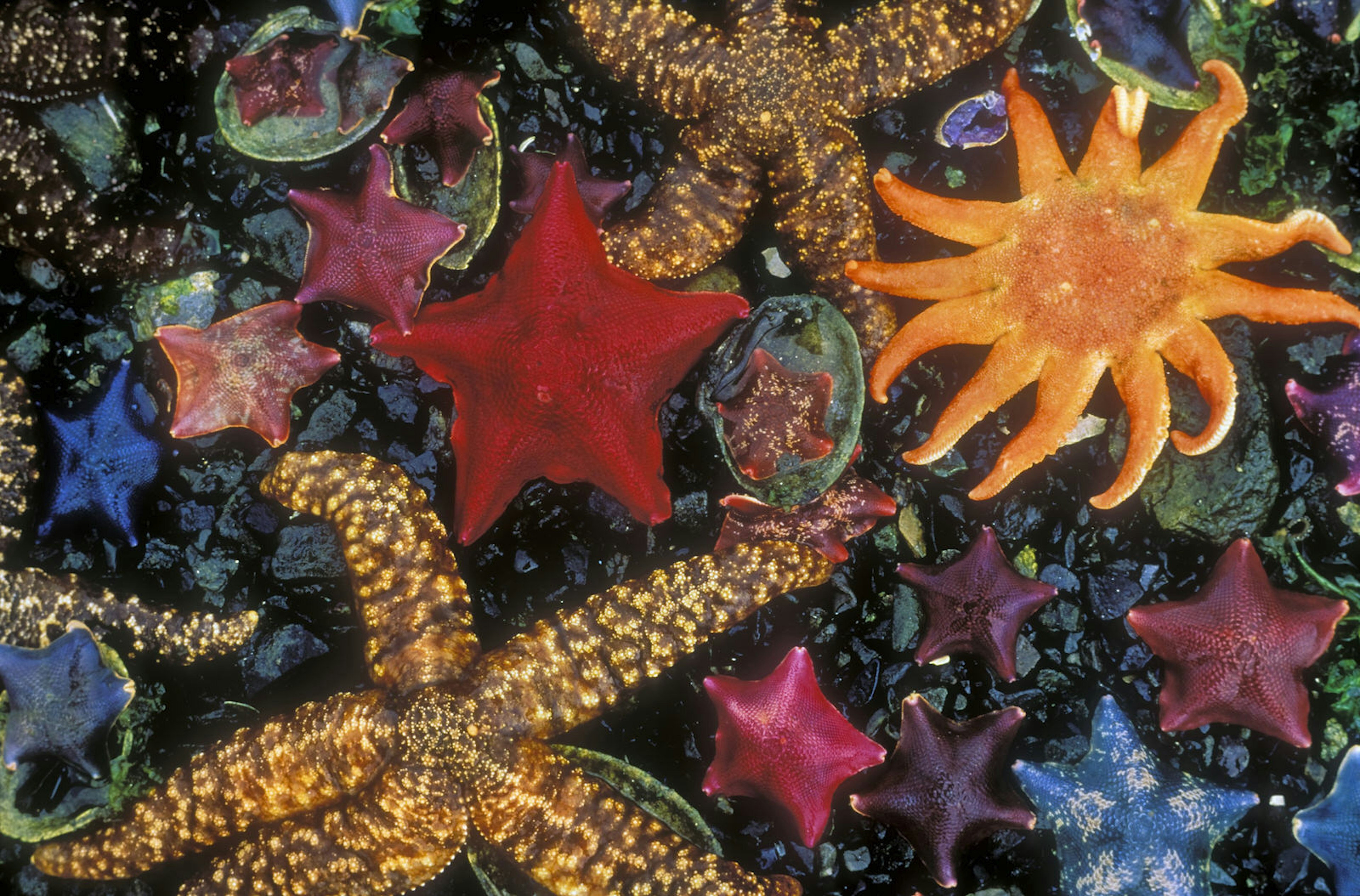 Several species of starfish in a shallow channel running between two islands in Gwaii Haanas National Park, Canada ©  Alexandra Kobalenko / Getty Images