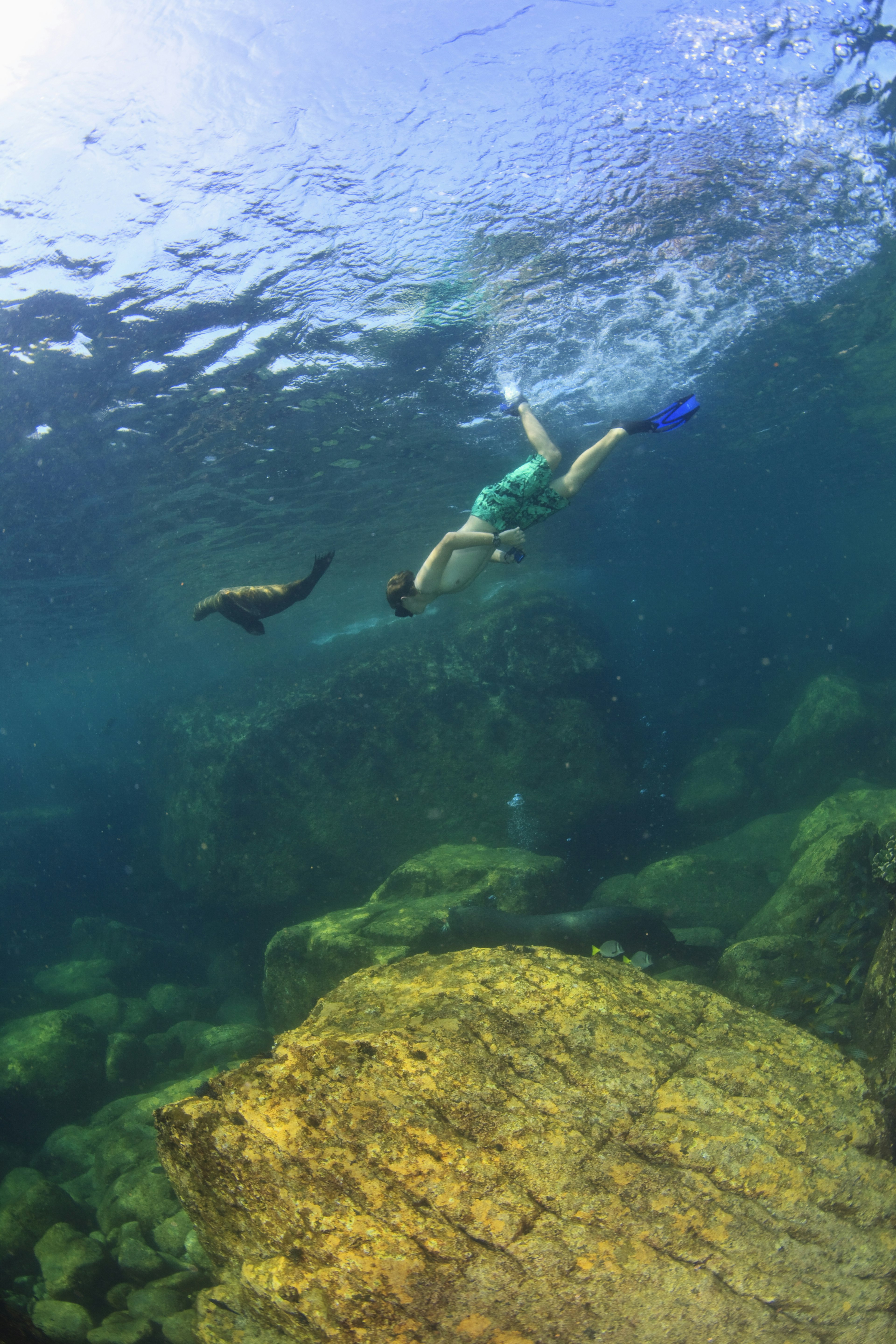 A man swims next to a diving sea lion © Stuart Westmorland / Getty Images