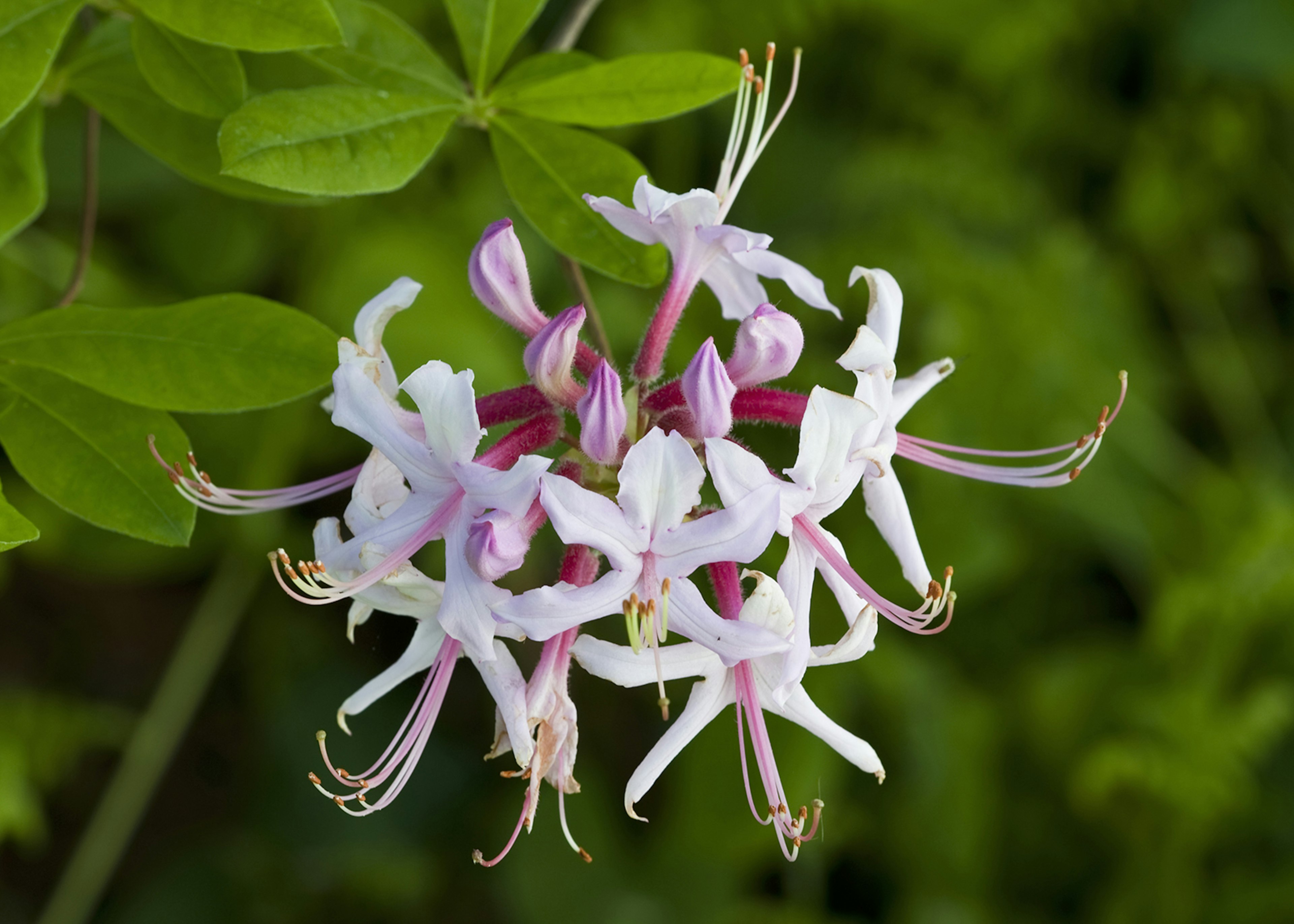 Close-up of an azalea in Great Smoky Mountain National Park