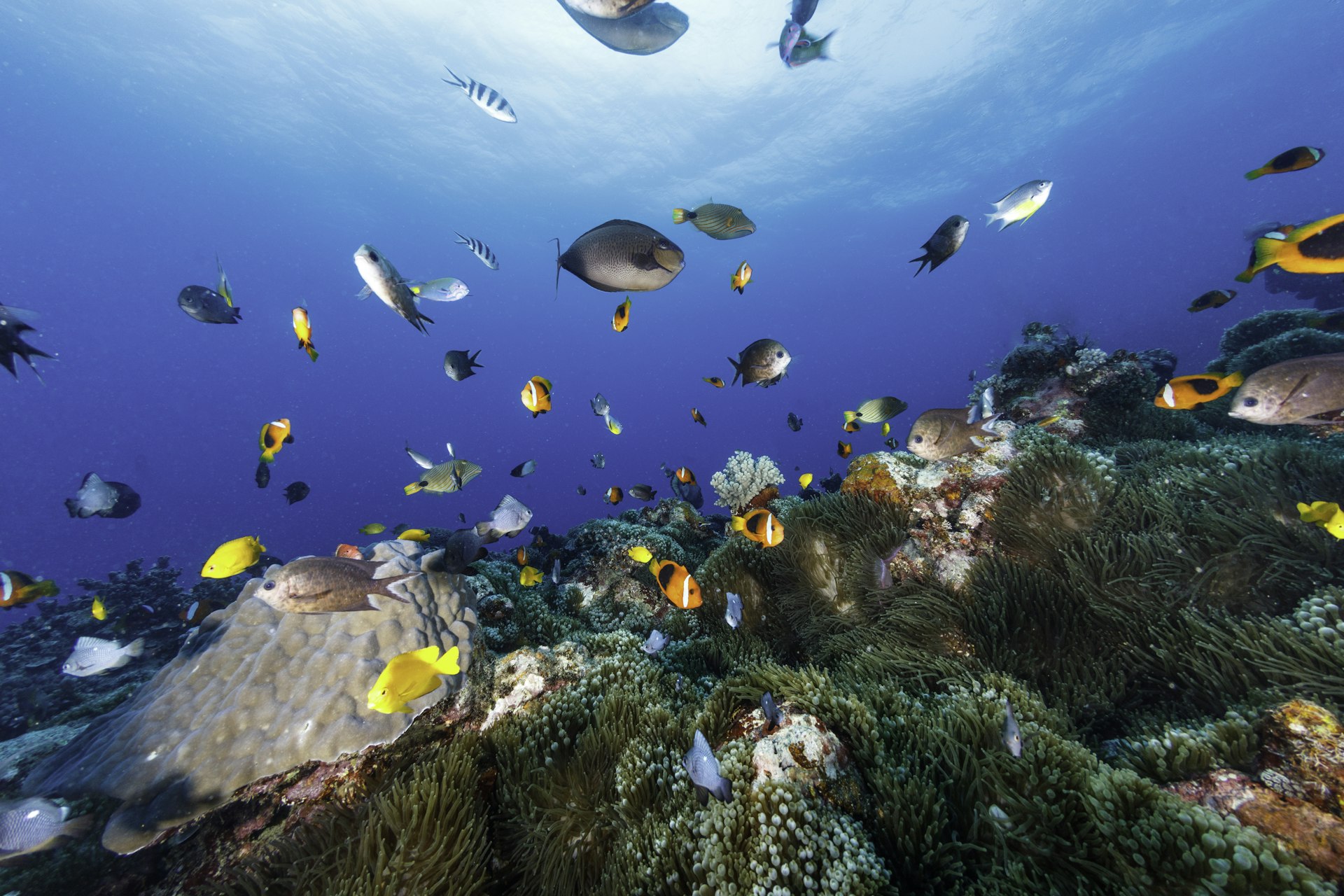 An underwater image of colorful fish swimming and and around a variety of corals, Vanuatu