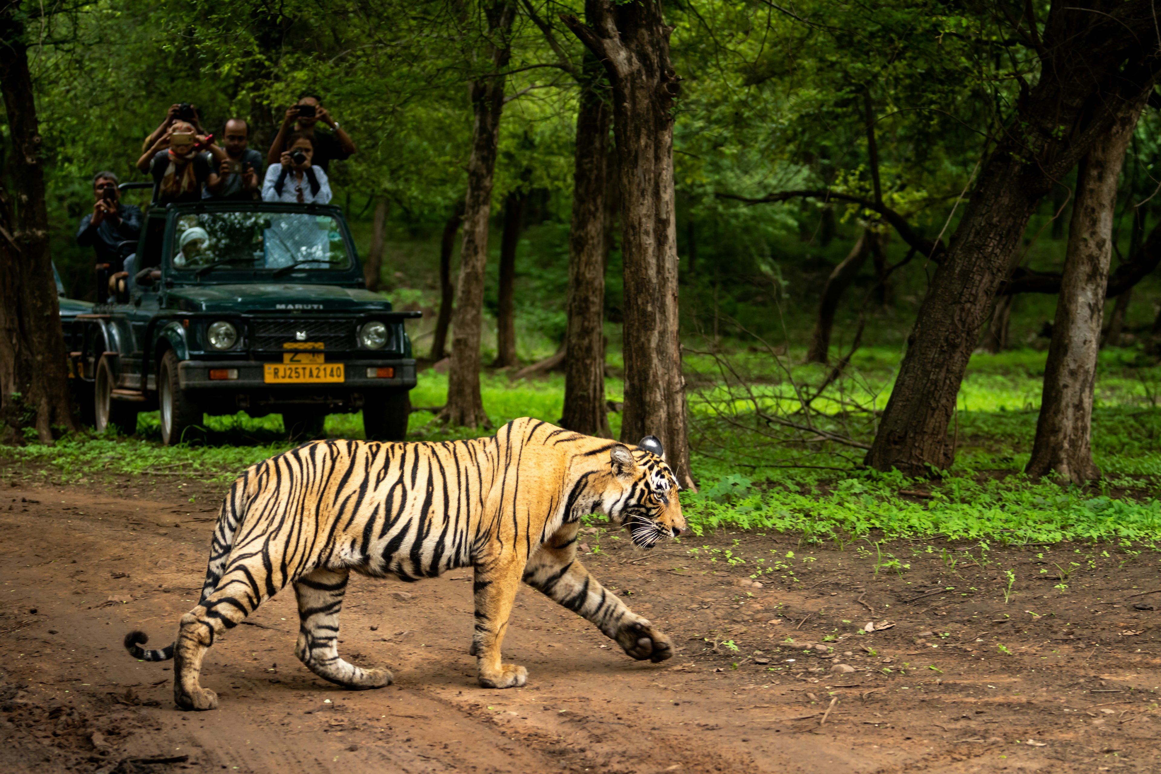 Wild royal bengal tiger in open during monsoon season in Ranthambore National Park