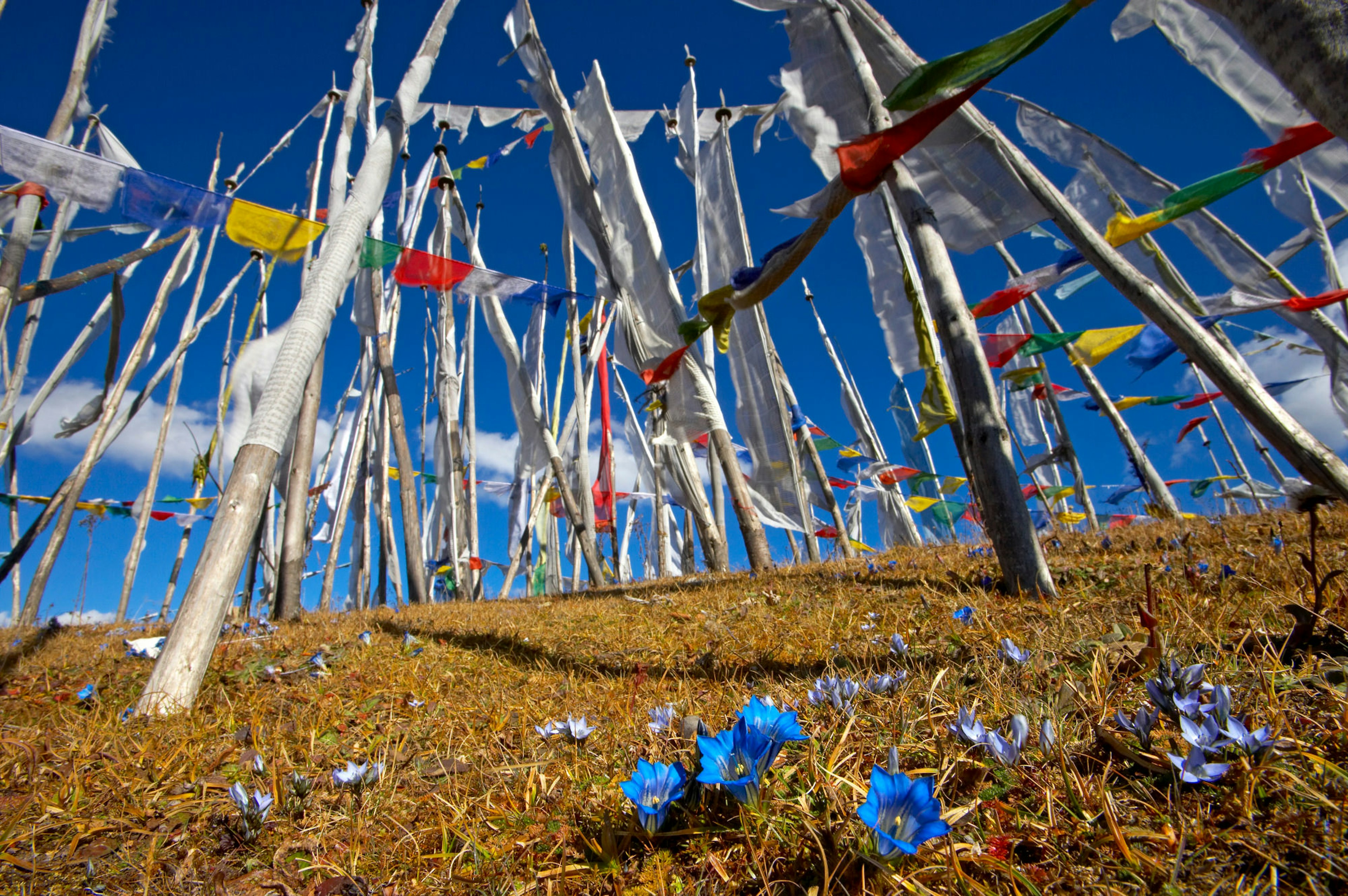 A jungle of prayer flags a top Cheli La pass (3810m), enroute to Haa Valley from Paro. Bhutan, 2005.