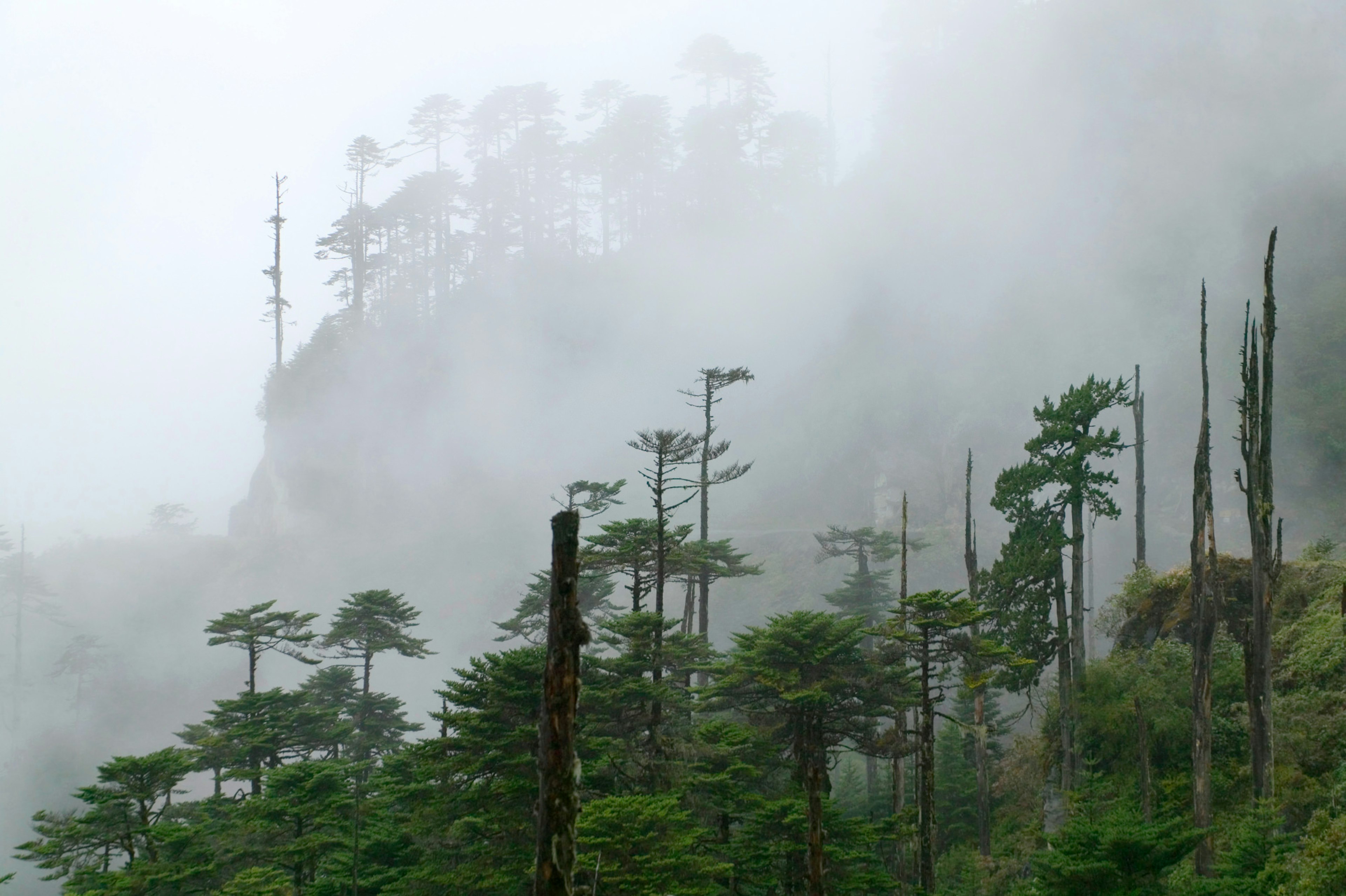 Forest of Himalayan cedars, Thrumshing La Pass, between Bumthang and Mongar, Bhutan 2004 CANON EOS-1DS