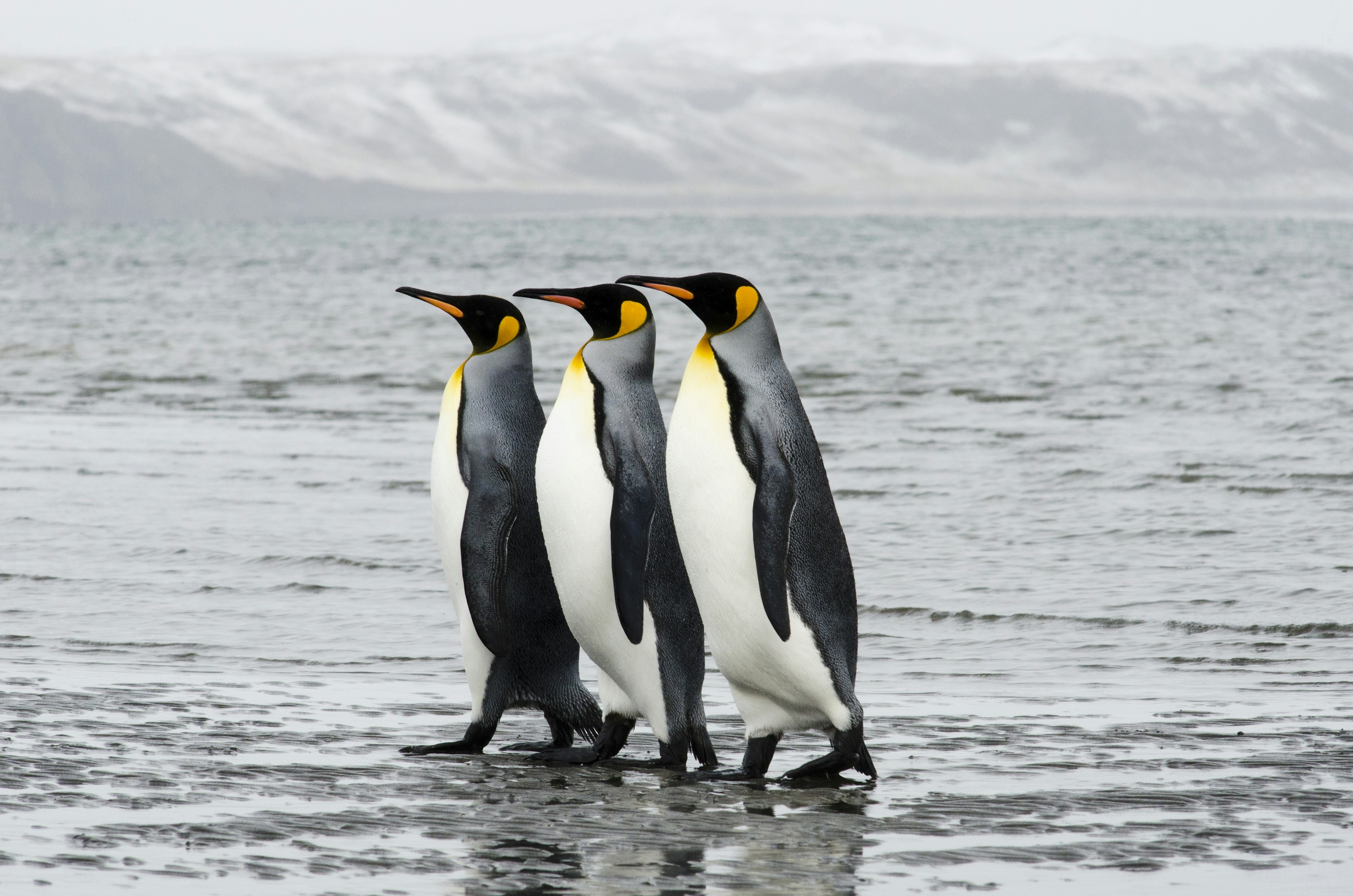 Three king penguins walk together at the Bahía Inútil