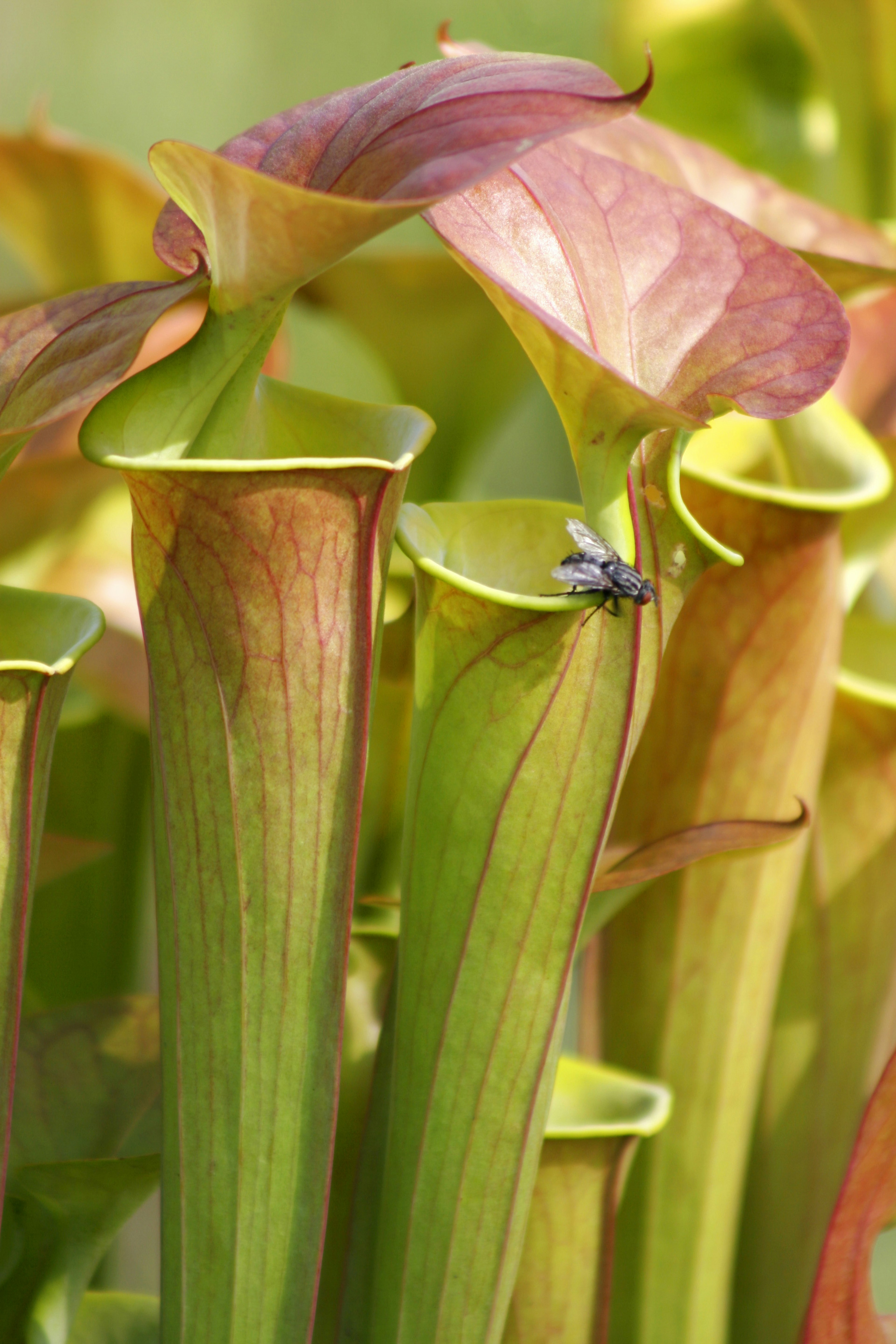 a fly rests on the edge of the carnivorous pitcher plant © CHknox / Getty Images