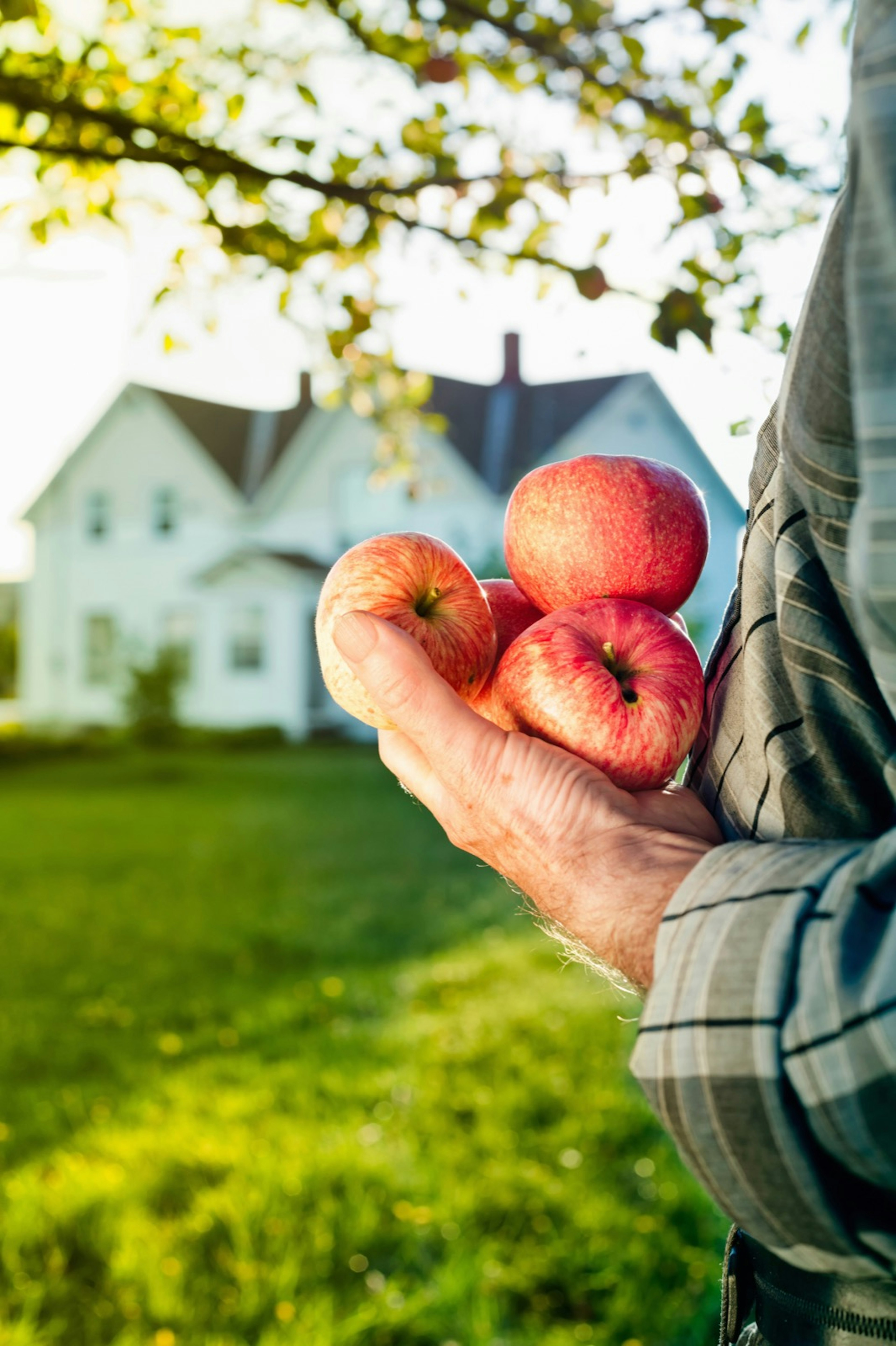 A handful of organic heirloom apples