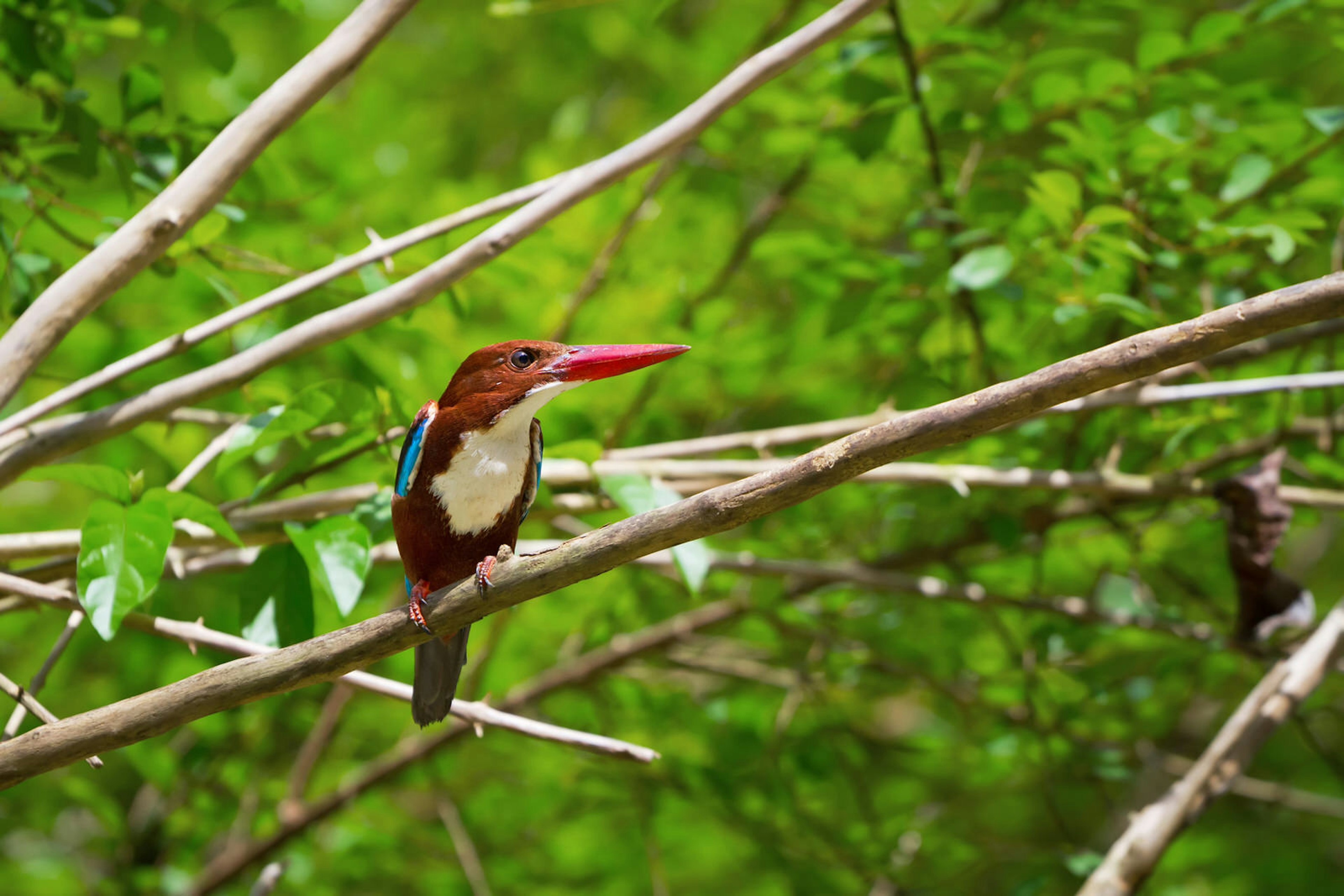 A white-throated kingfisher perched on a branch in Khao Sok National Park © Mustang_79 / iStock / Getty Images