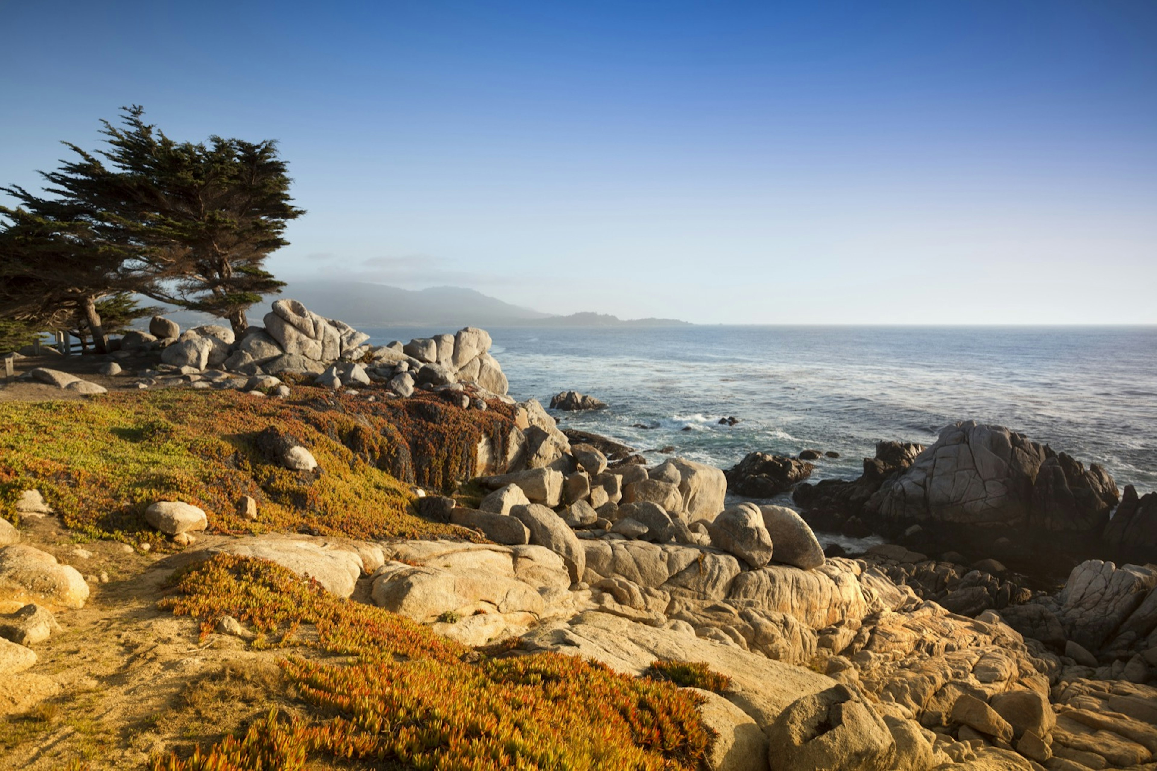 Golden light illuminates a rocky shore line with a cypress tree that has been blown into an odd shape in Monterey, California