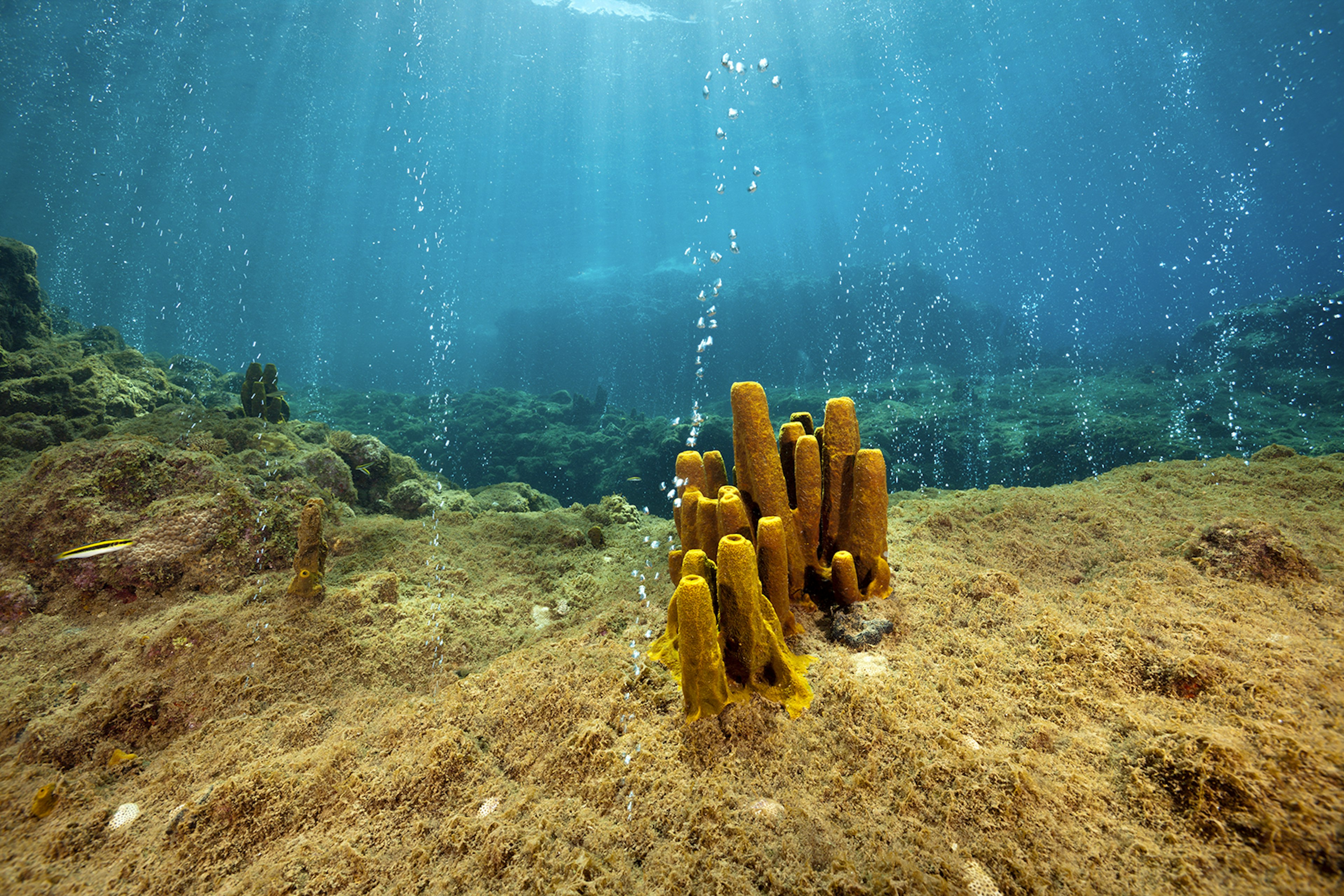 Volcanic Air Bubbles at Champagne Beach © Reinhard Dirscherl / Getty Images