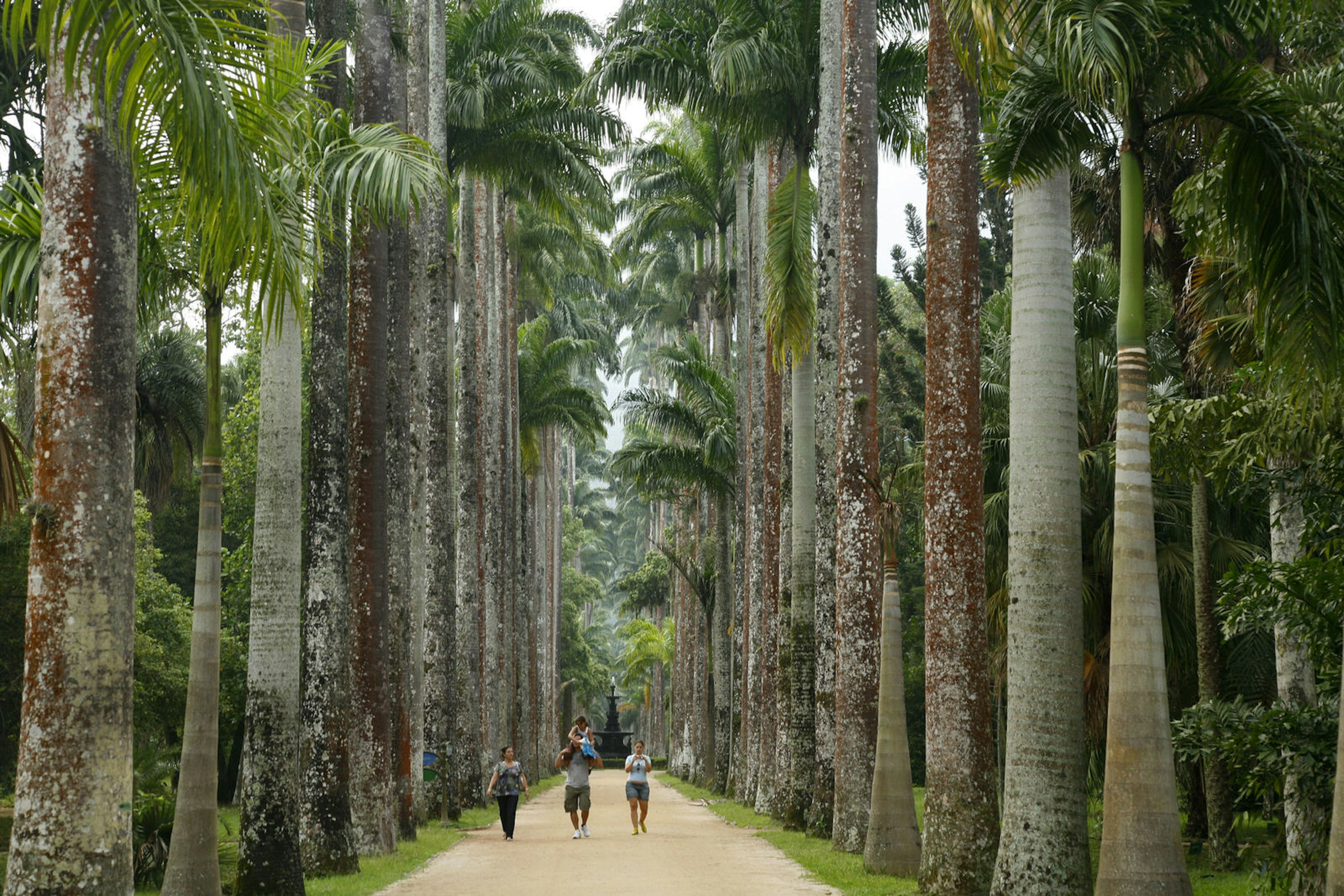 A family walks down a tree-lined avenue in Rio's Botanical Gardens