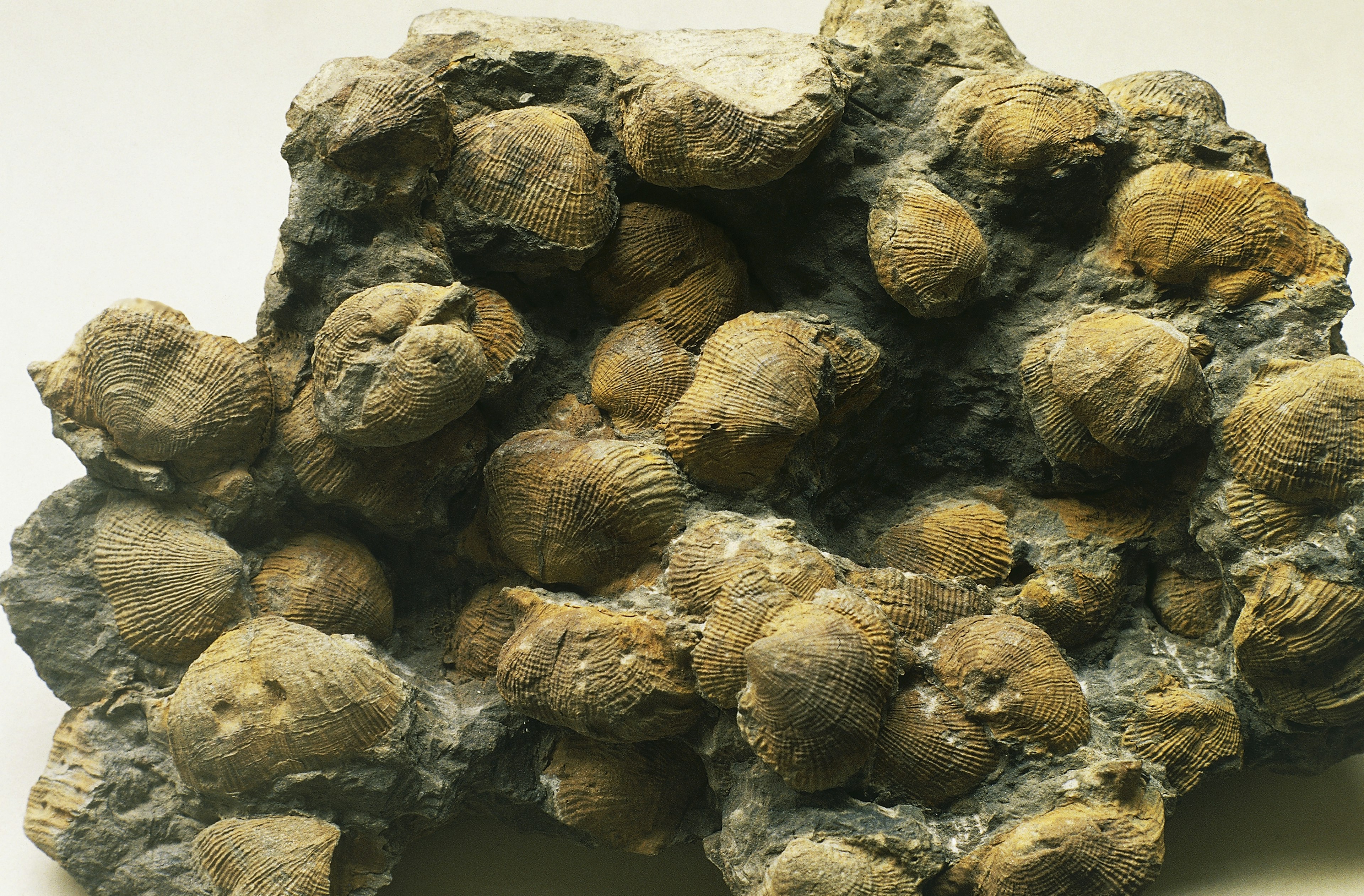 Fossilized brachiopods similar to those found near Mystery Valley in Michigan look much like the kind of classic seashells a child might draw, wide and scalloped at the top and narrowing to a hinge point at the bottom. The mold of the brachiopods is brown like mud deepening to grey in the shadowed portions and almost a bright ocher on the highlights