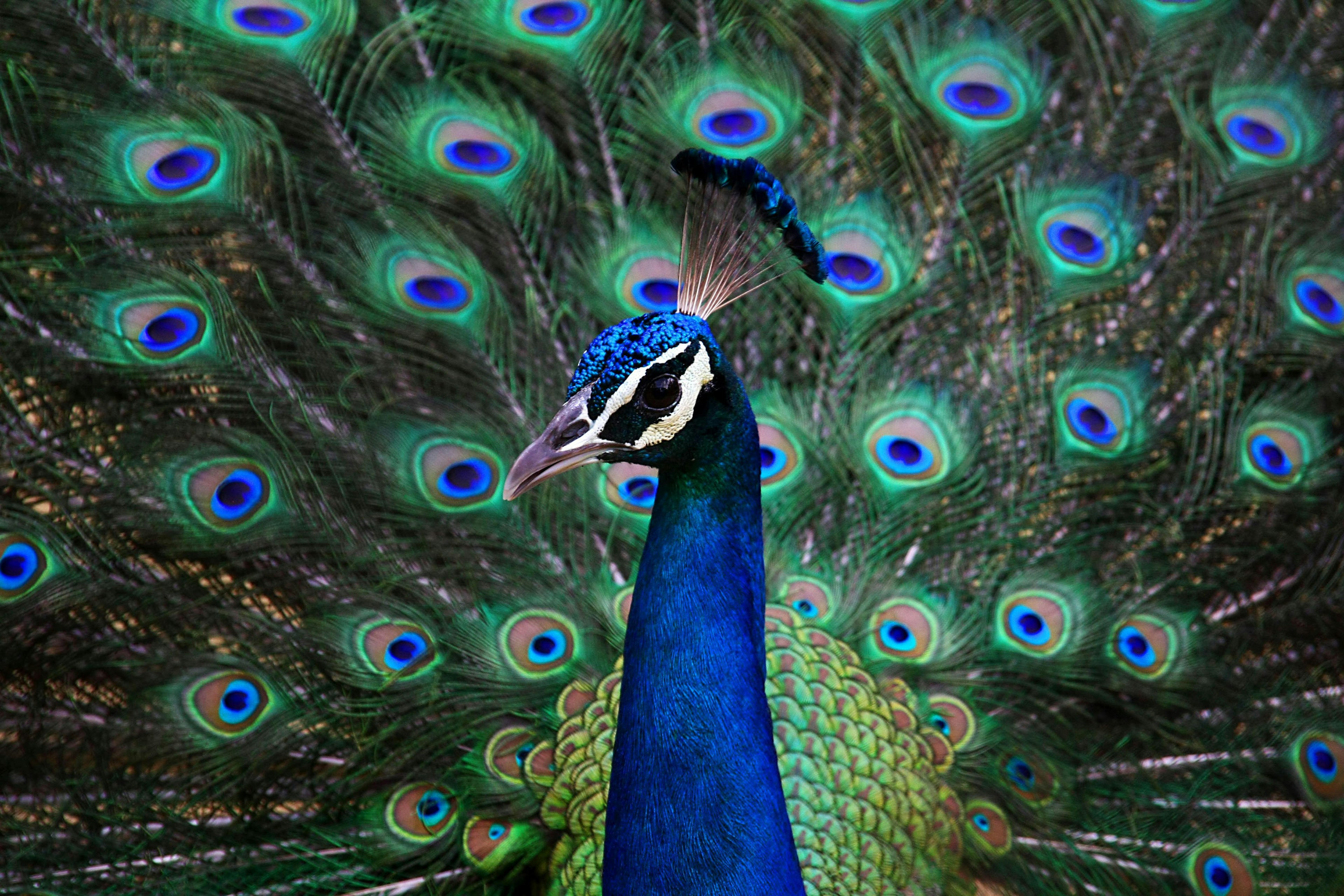 Peacocks strut the forests of Bhawal National Park