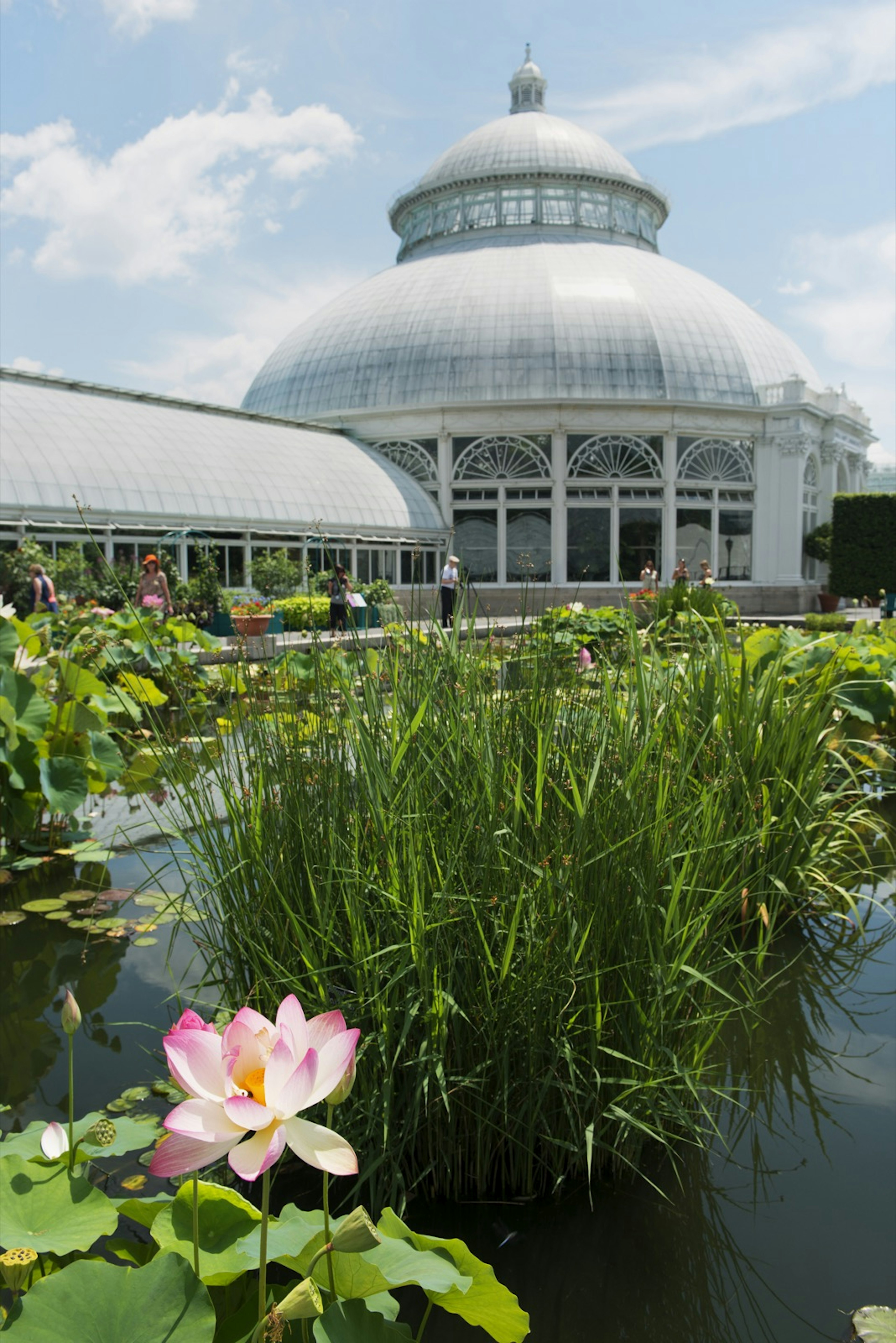 Visitors walk around a pond full of water lilies