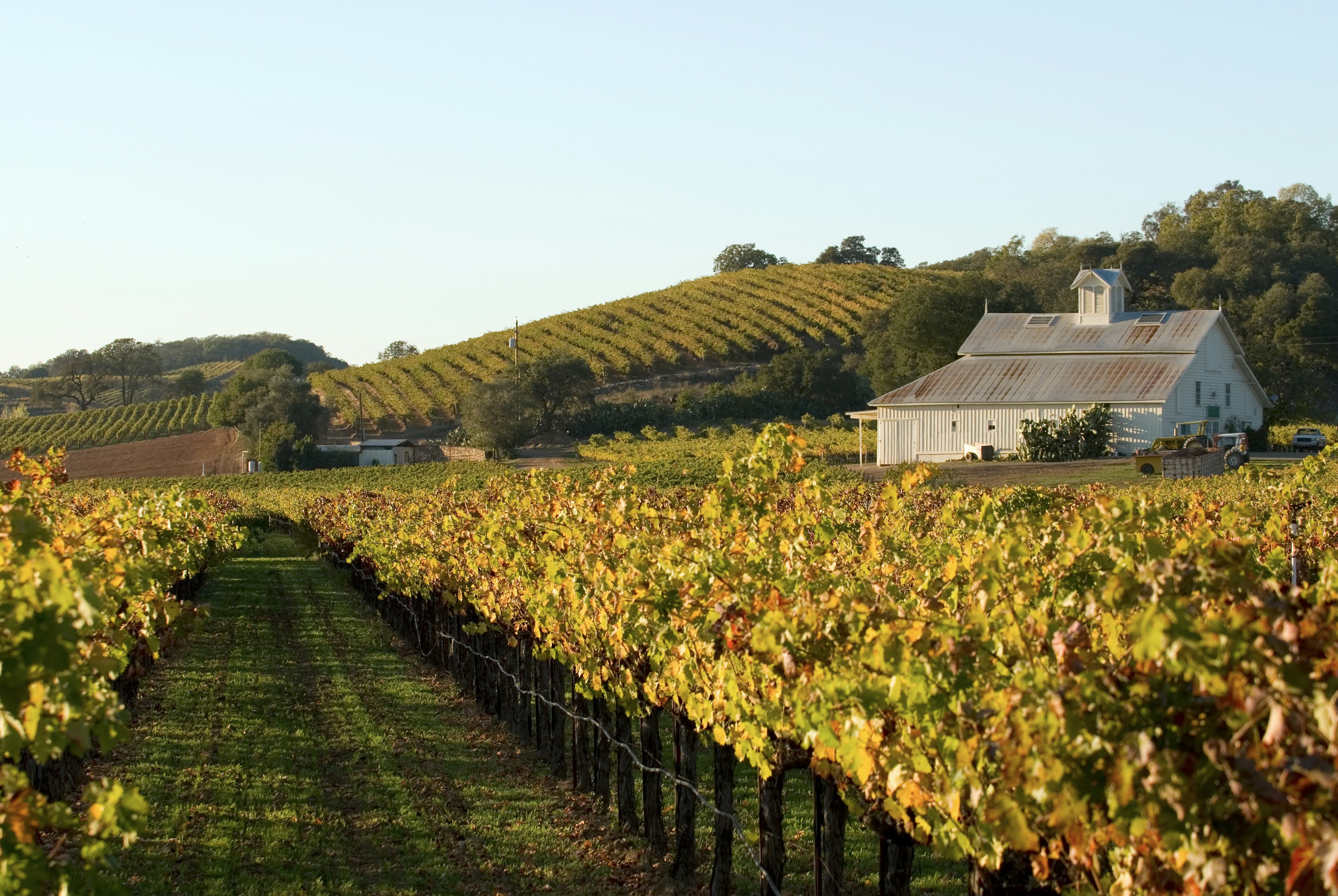 Napa Valley autumn