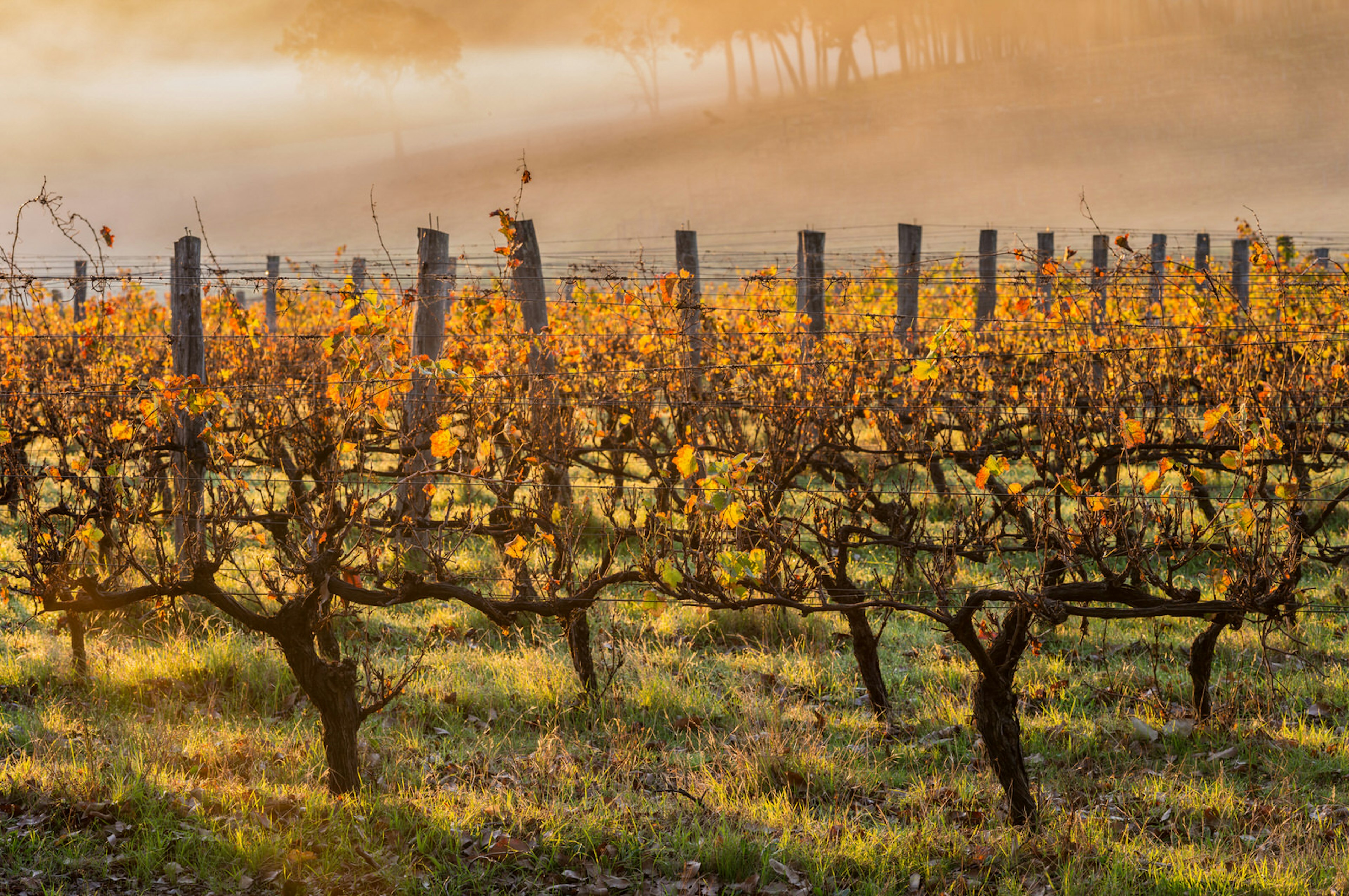 Margaret River is most famous for its wine, but the region is a foodie’s paradise too © JanelleLugge / Getty Images