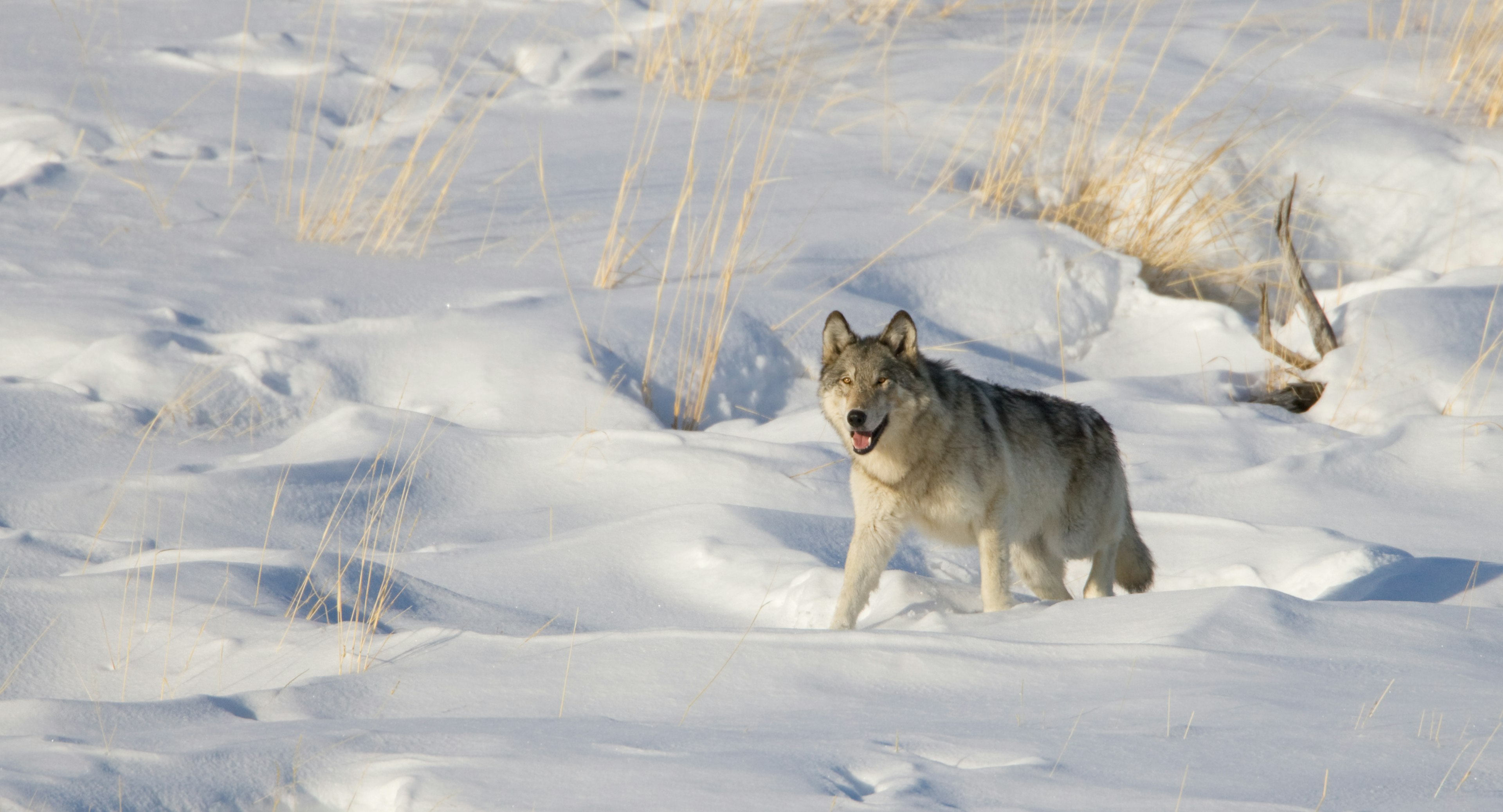 a wolf pants in the sun while walking through deep snow