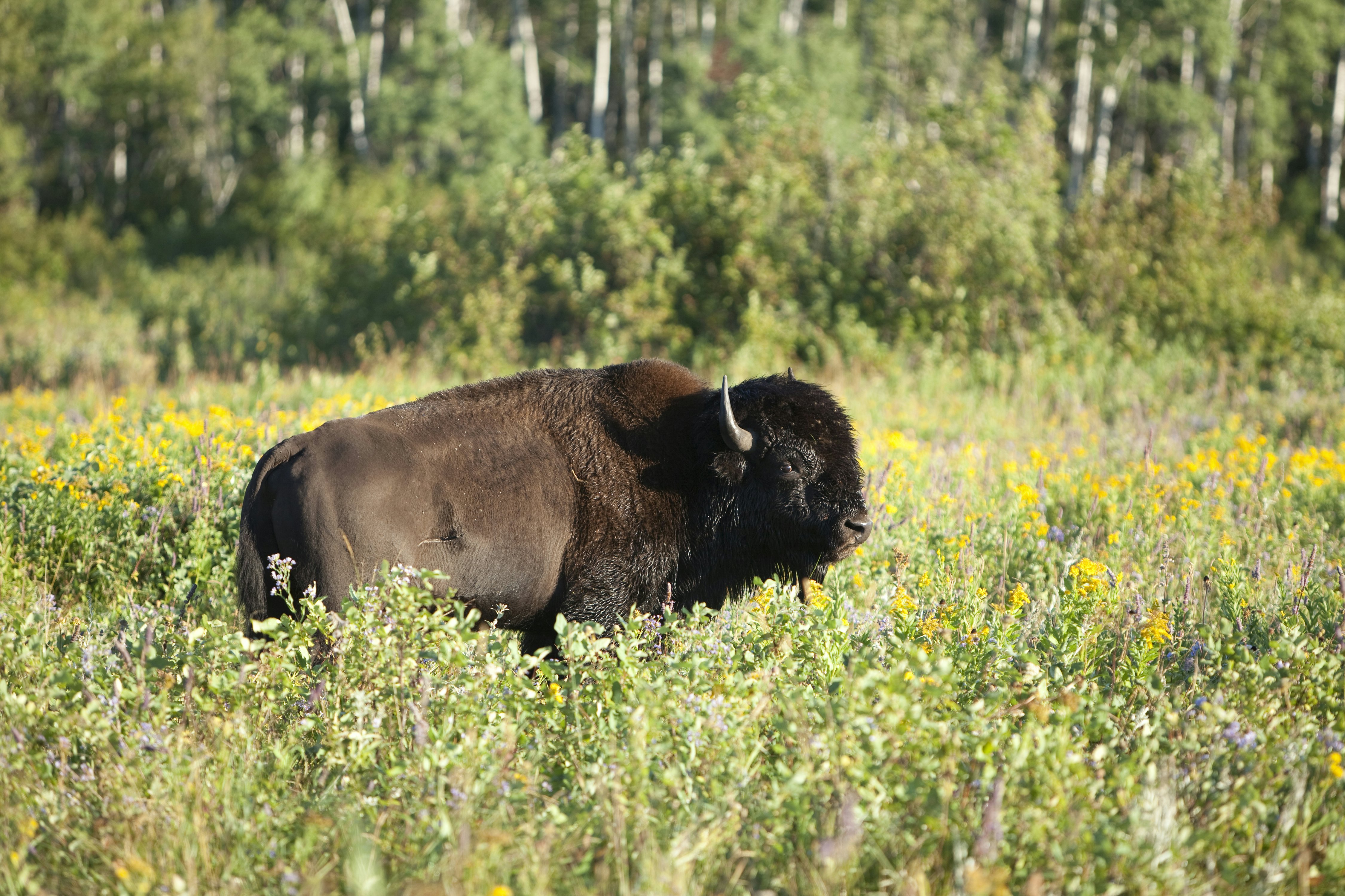 186857647
"Travel, Morning, Nobody, Beauty In Nature, Wild West, Riding Mountain National Park, Grass, American Bison, Brown, West, Wildlife, Nature, Outdoors, Manitoba, Grazing, Animals In The Wild, Hoofed Mammal, Mammal, Animal, Sunlight, Summer, Plain, Field, Prairie, Grass Area, National Park, Animals And Pets, Nature, Summer"
"Bison grazing at Riding Mountain National Park, Manitoba, Canada."