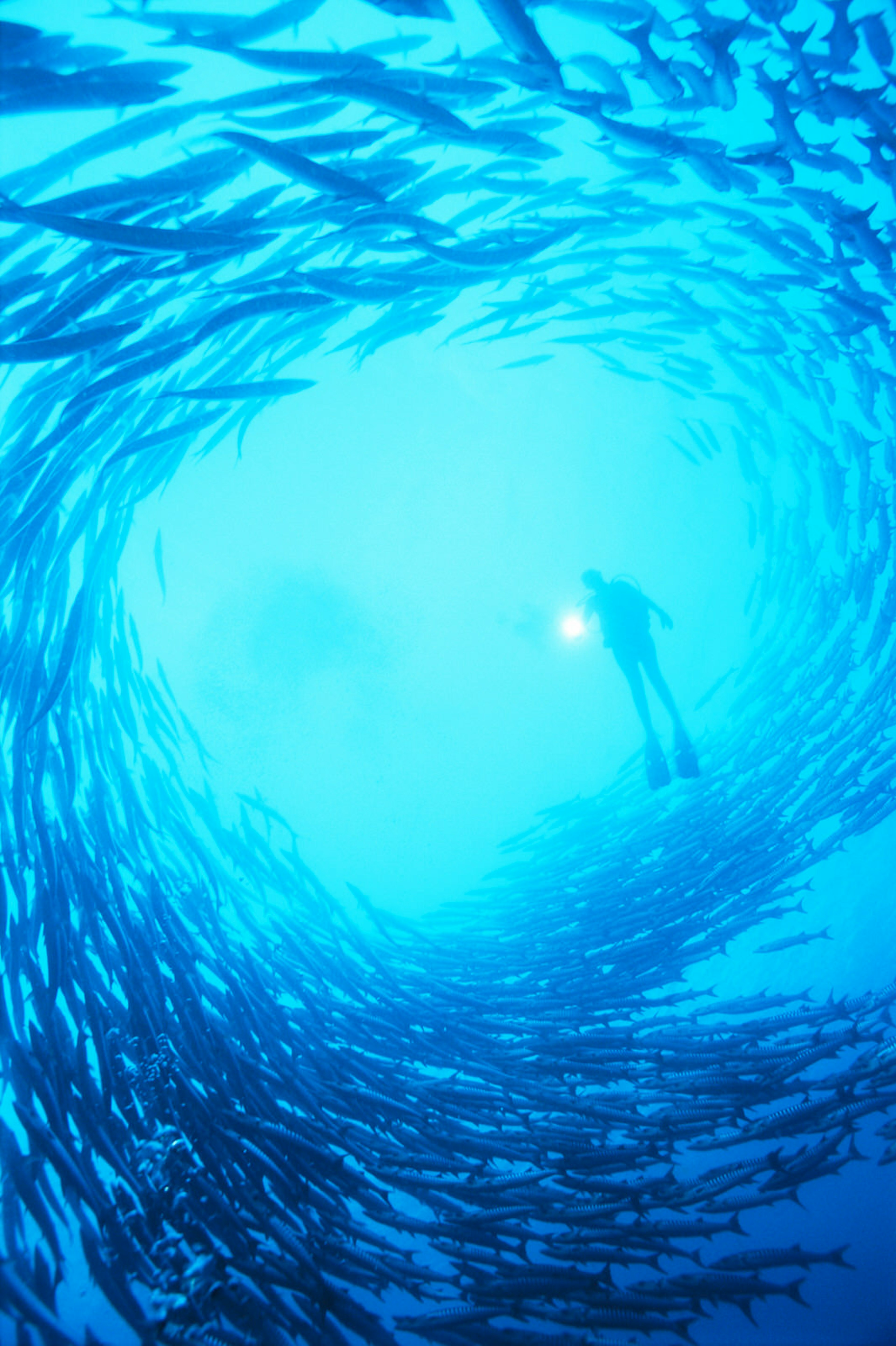 A diver in the centre of a shoal of barracuda, the Solomon Islands © Peter Pinnock / Getty Images