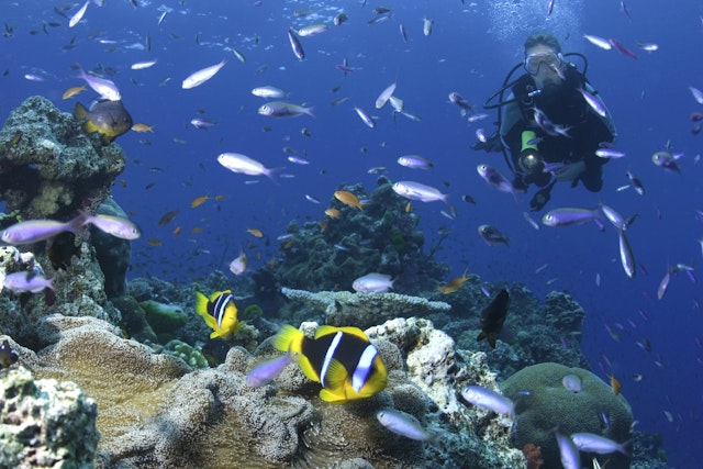 A woman in full diving gear shines her dive torch at the coral reef while many colourful fish swim around her in Fiji.