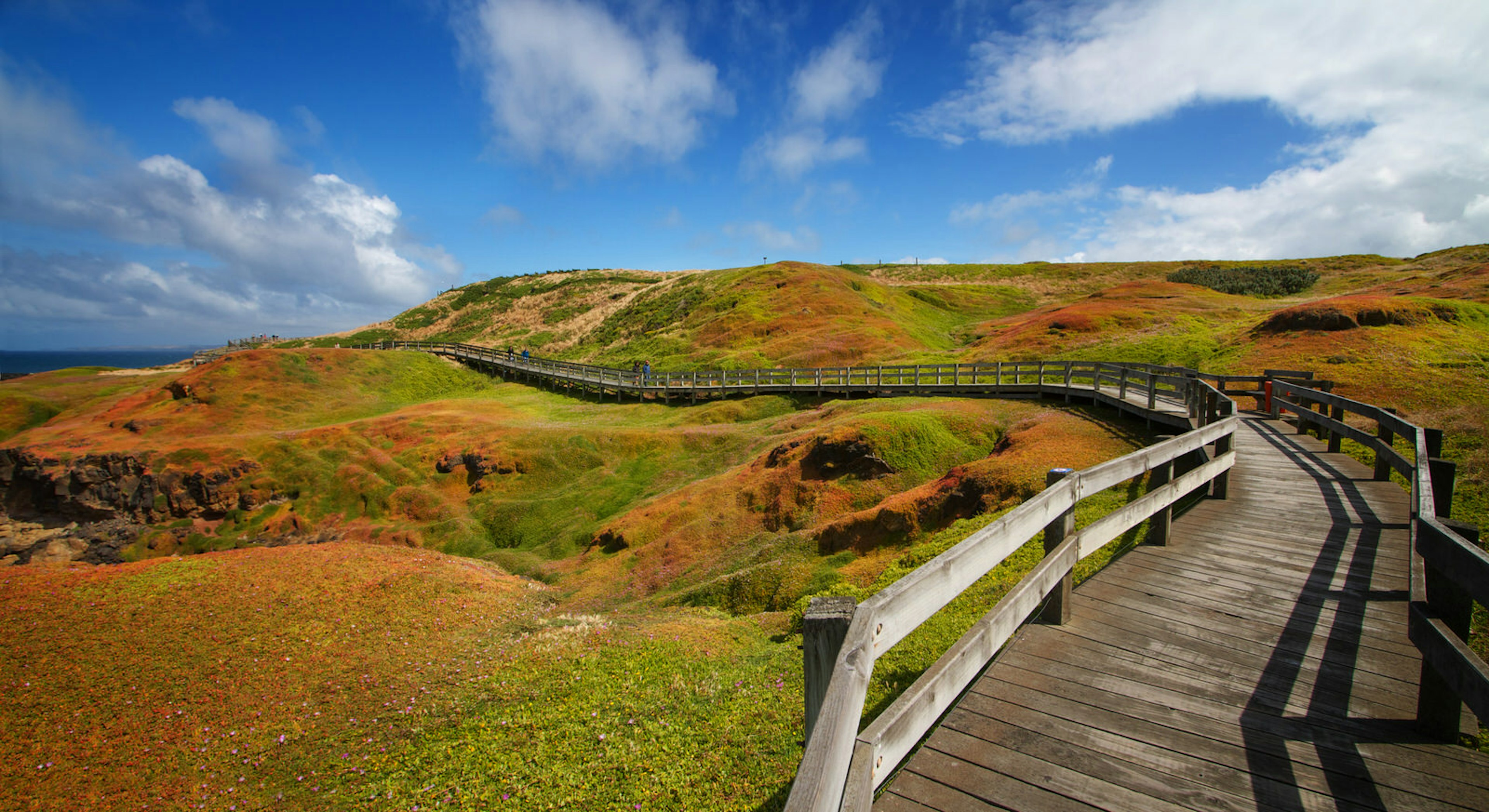 The Nobbies Boadwalk curls away into the distance over a section of hilly green and copper grassland