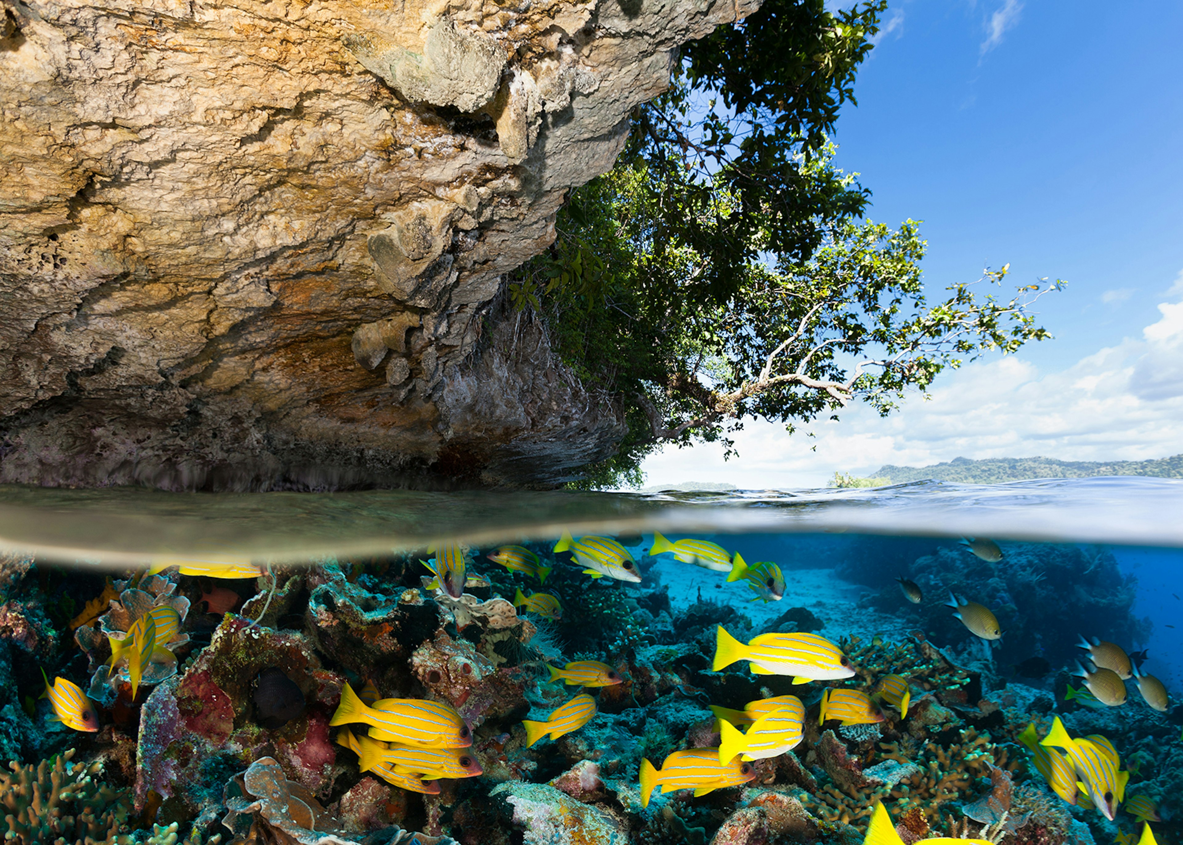 An island in Raja Ampat, Indonesia, seen above and below the waterline © ilish / Getty Images